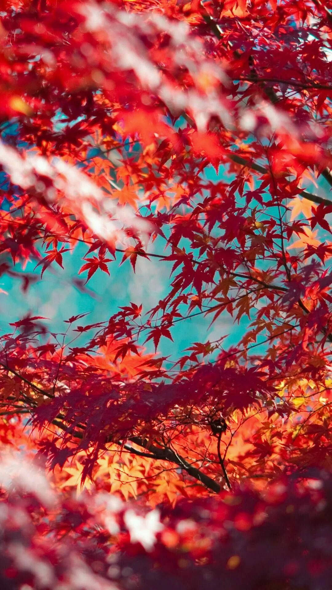 vibrant red maple leaves, bright turquoise sky, autumn close-up, Full HD Phone Wallpaper