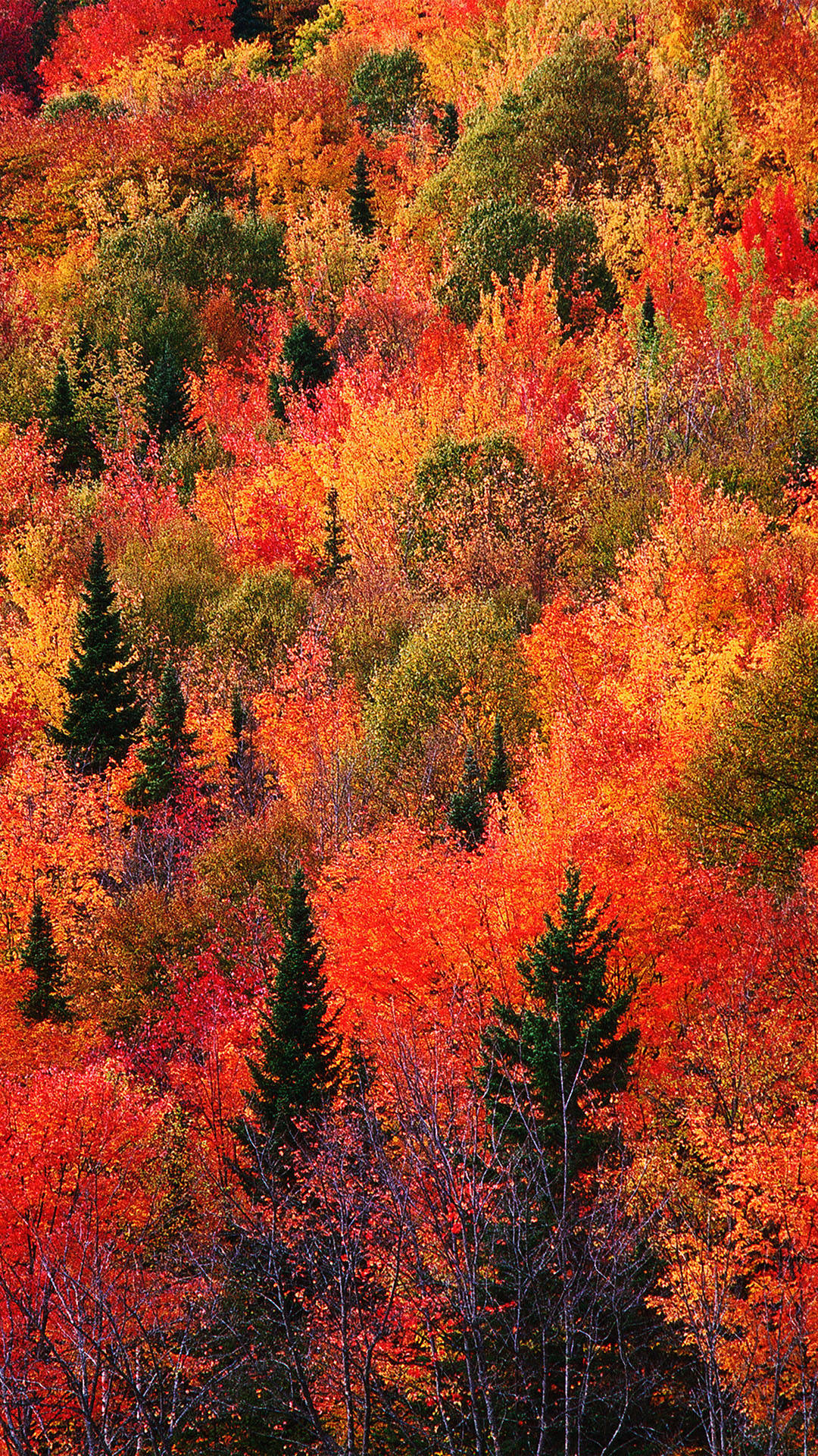 red, green, trees, Full HD Phone Wallpaper