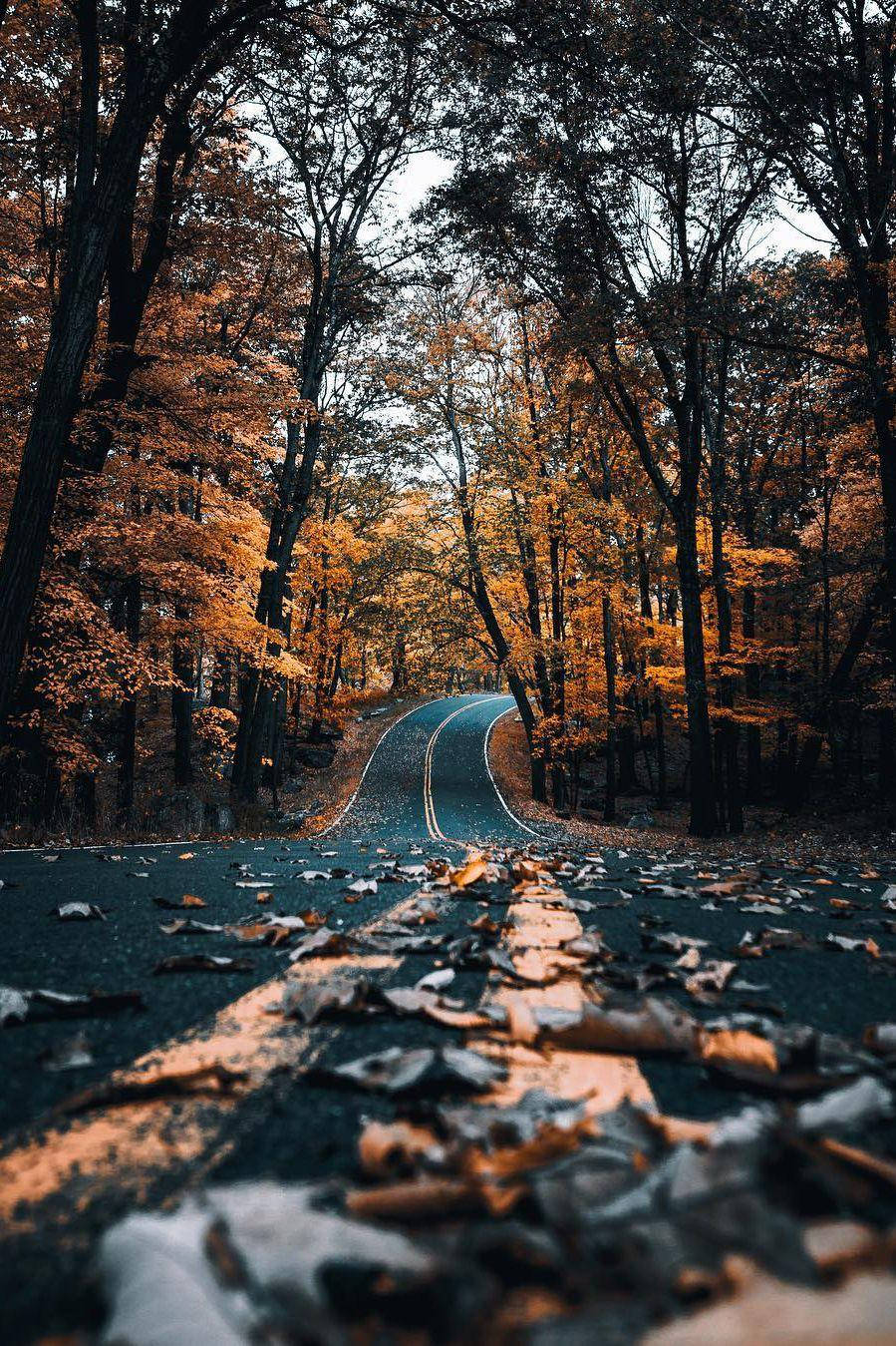 street, yellow trees, fall iPhone, HD Phone Wallpaper