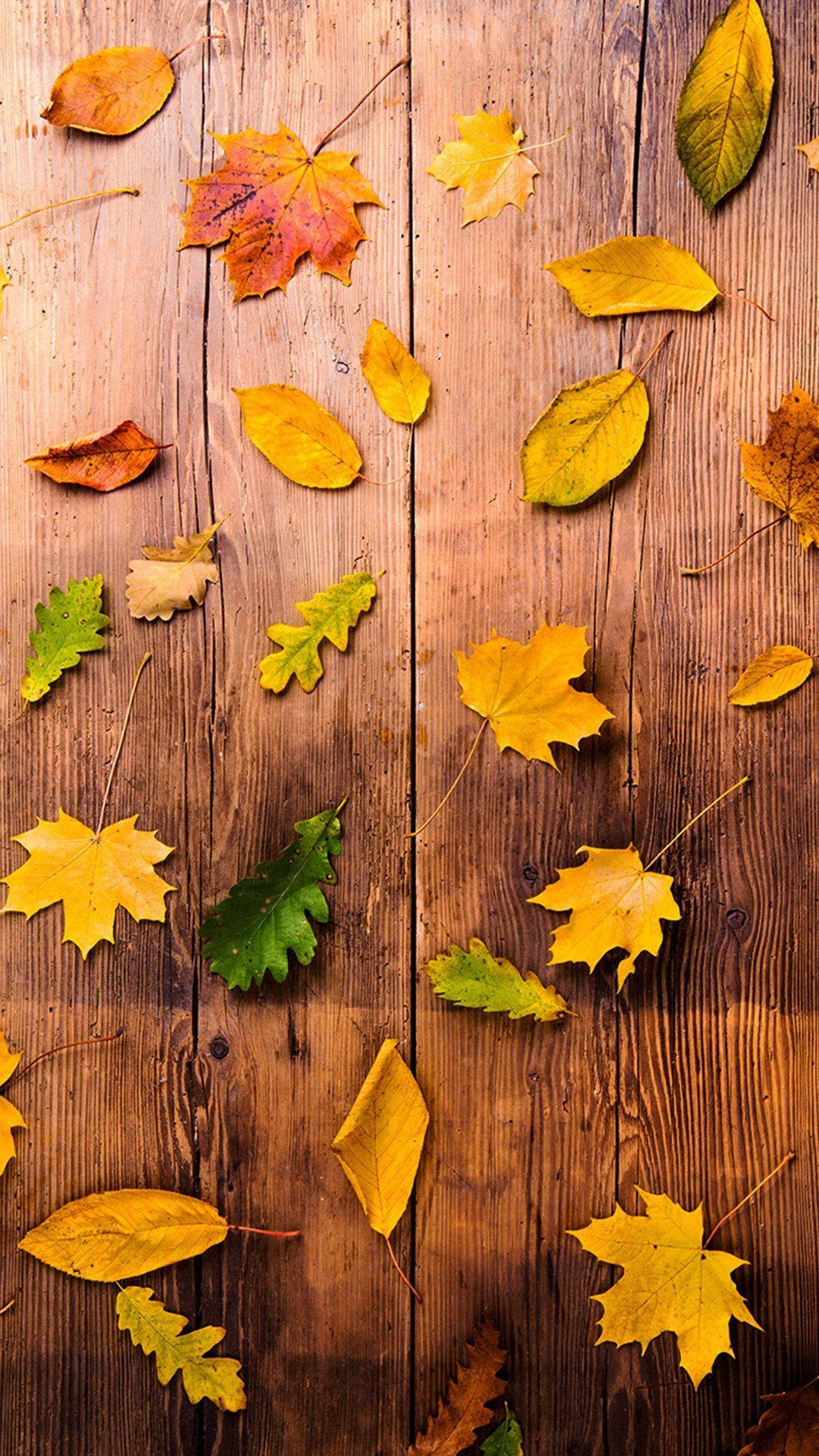 vibrant green maple leaves, autumn leaves, yellows oranges and greens, Full HD Phone Wallpaper