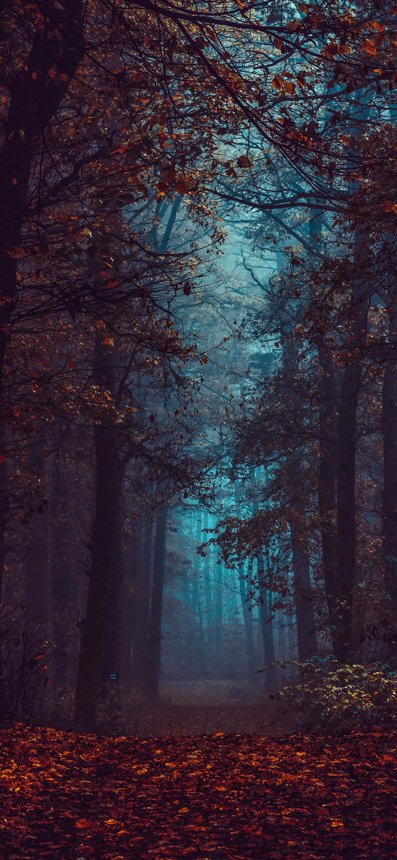iPhone, Fall Aesthetic, dark forest, 2K Phone Wallpaper