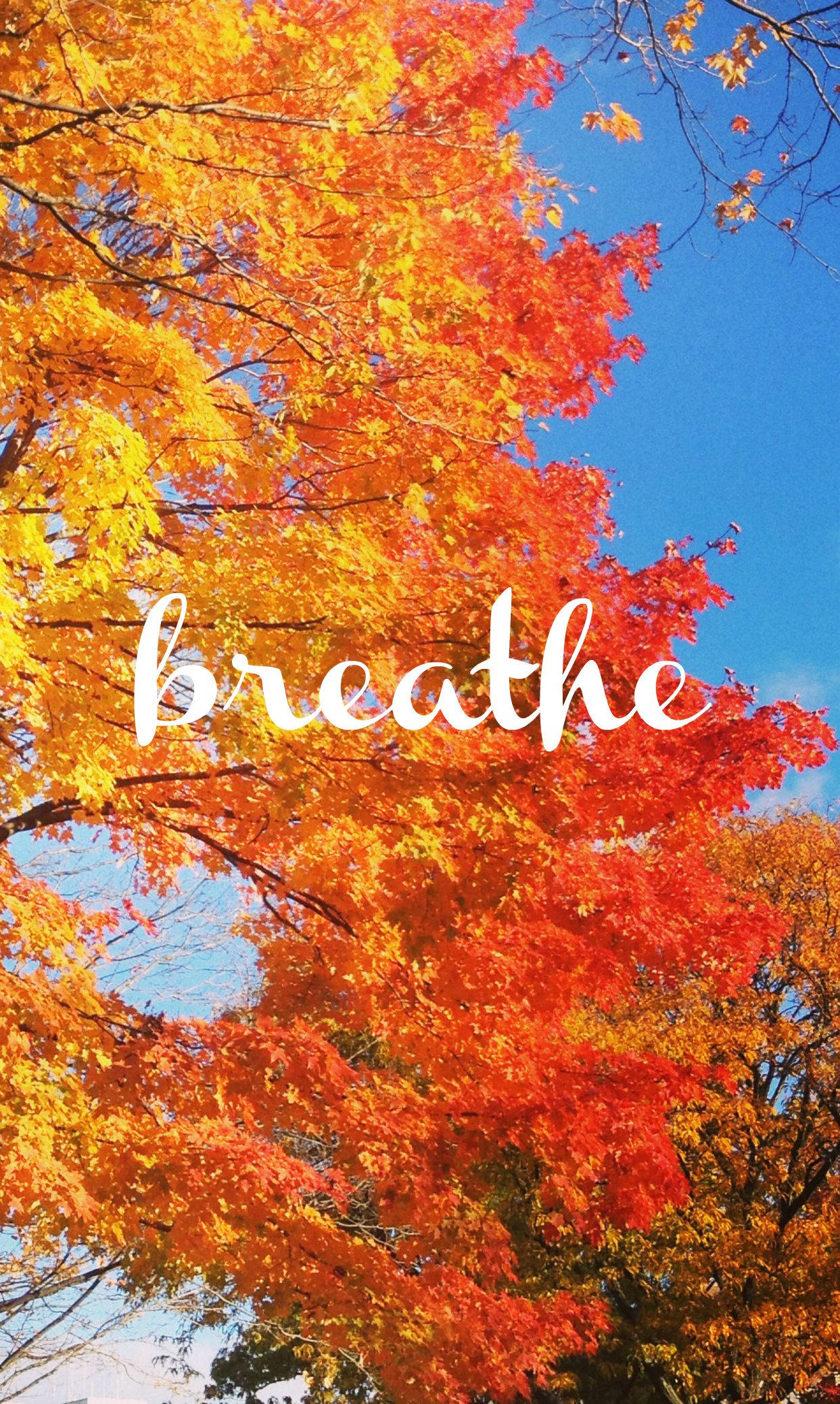orange tree, blue sky, fiery orange leaves, Full HD Phone Wallpaper