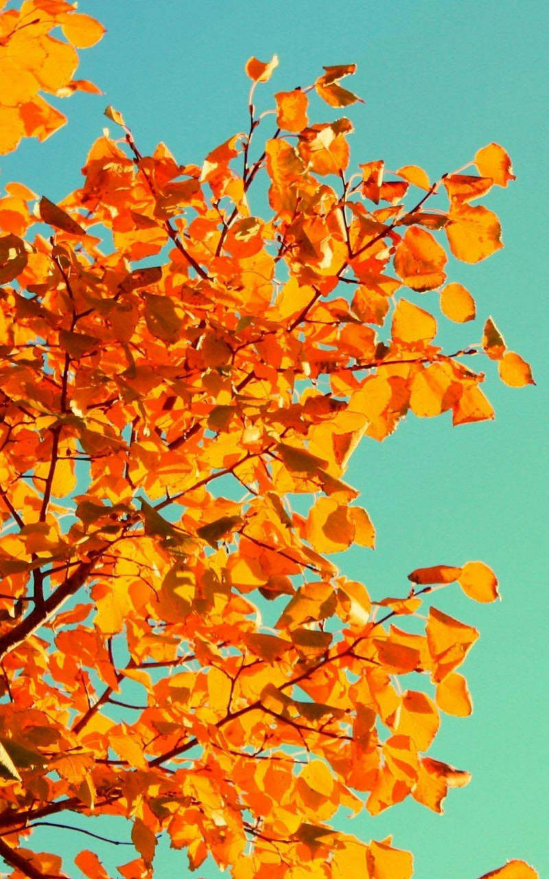 yellow tree, sky fall, vibrant orange autumn leaves, HD Phone Wallpaper