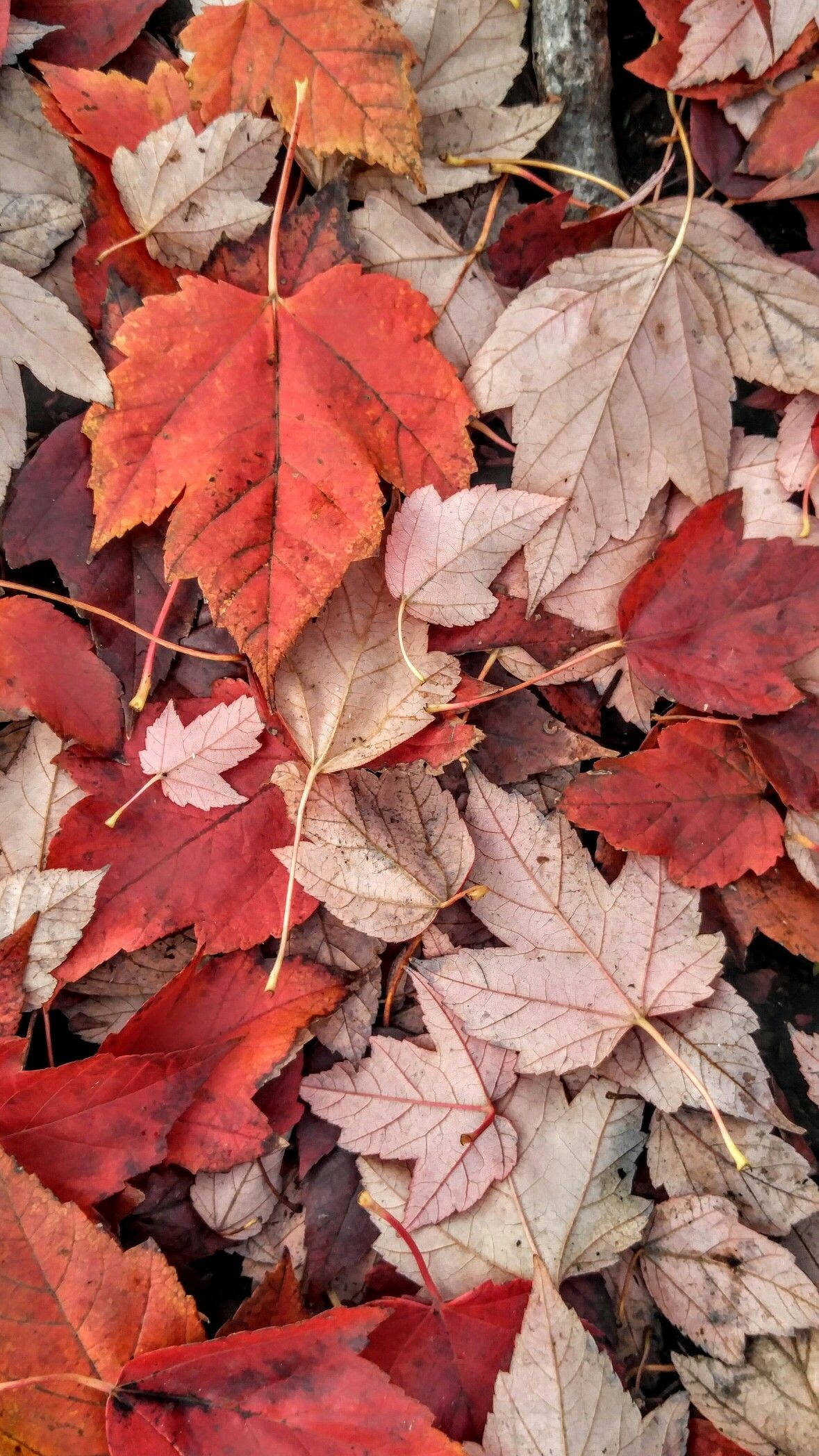 red, green, maple leaves, Full HD Phone Wallpaper