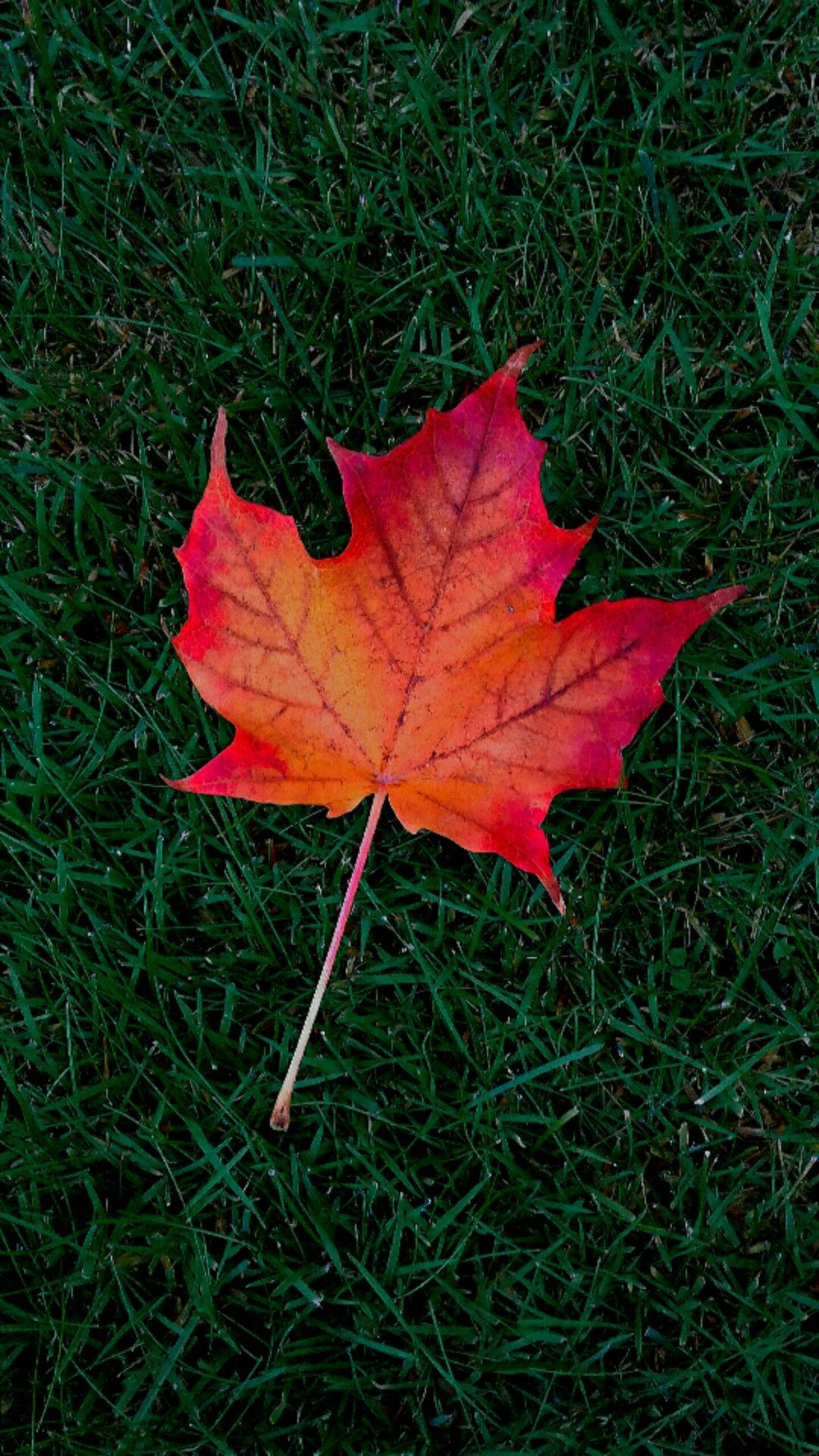 maple leaf, red, orange, Full HD Phone Wallpaper