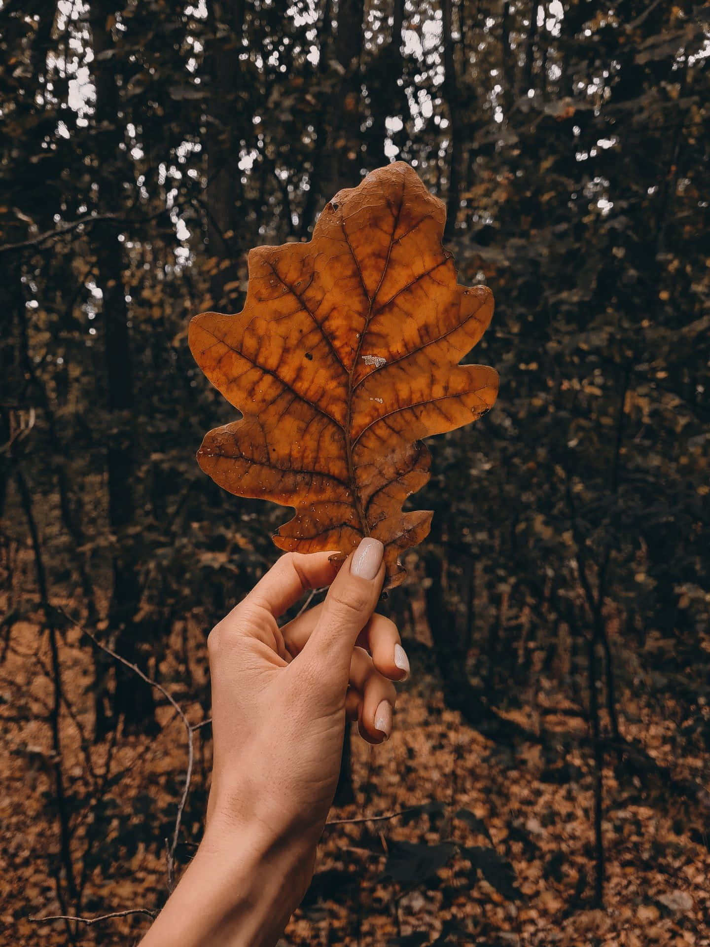 iPhone, fall aesthetic, dried leaf, Full HD Phone Wallpaper