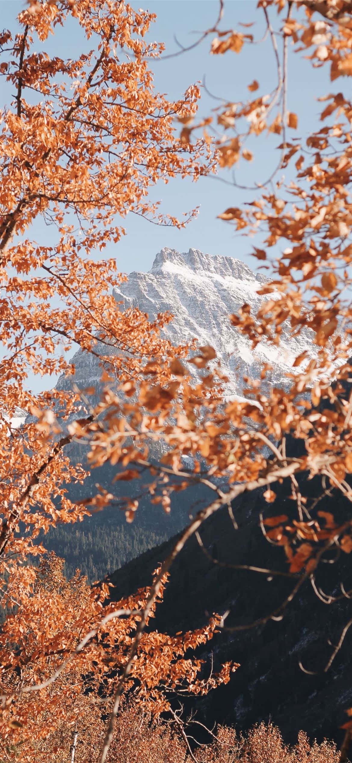 iPhone, Fall Aesthetic, orange leaves, Full HD Phone Wallpaper
