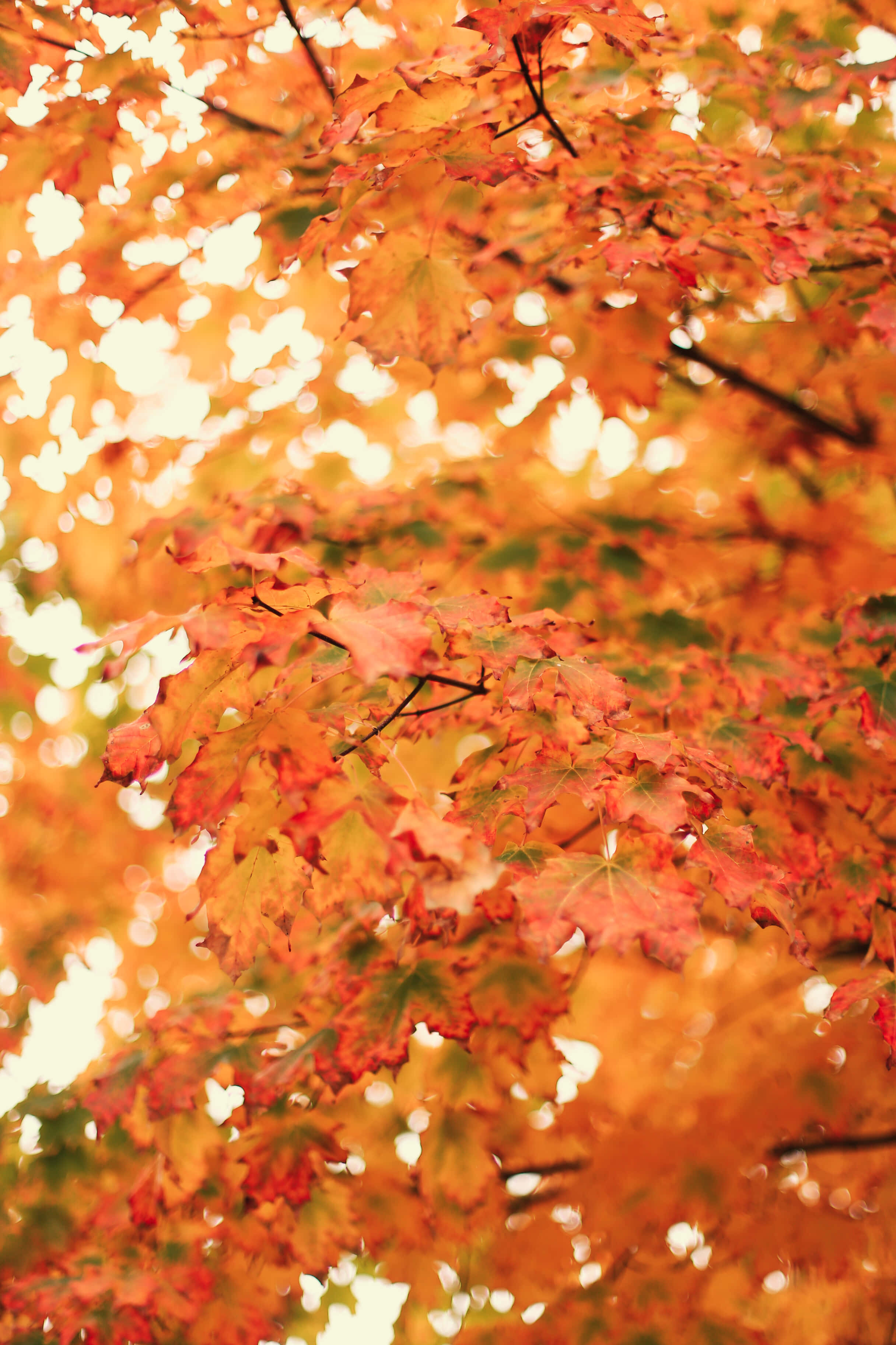 iPhone, fall aesthetic, maple trees, 2K Phone Wallpaper