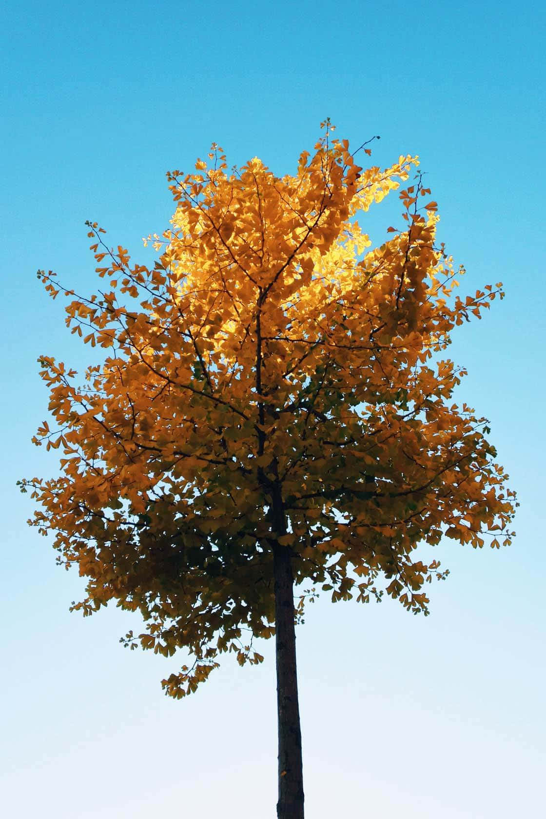 iPhone, fall aesthetic, single orange tree, HD Phone Wallpaper