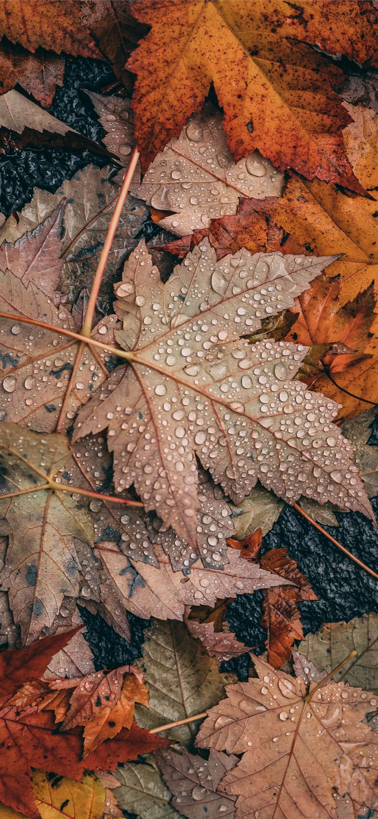 iPhone, Fall Aesthetic, grey, 2K Phone Wallpaper