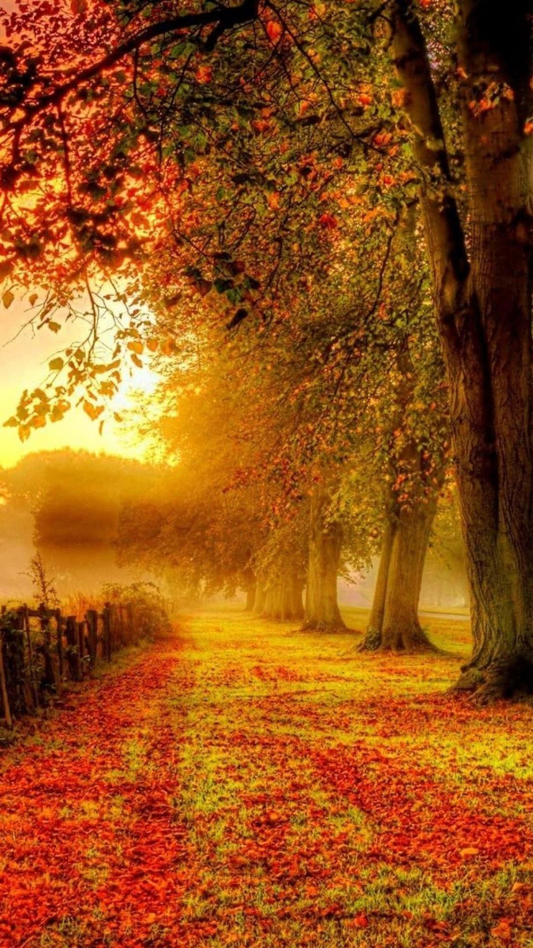 iPhone, fall aesthetic, orange leaves, Full HD Phone Wallpaper