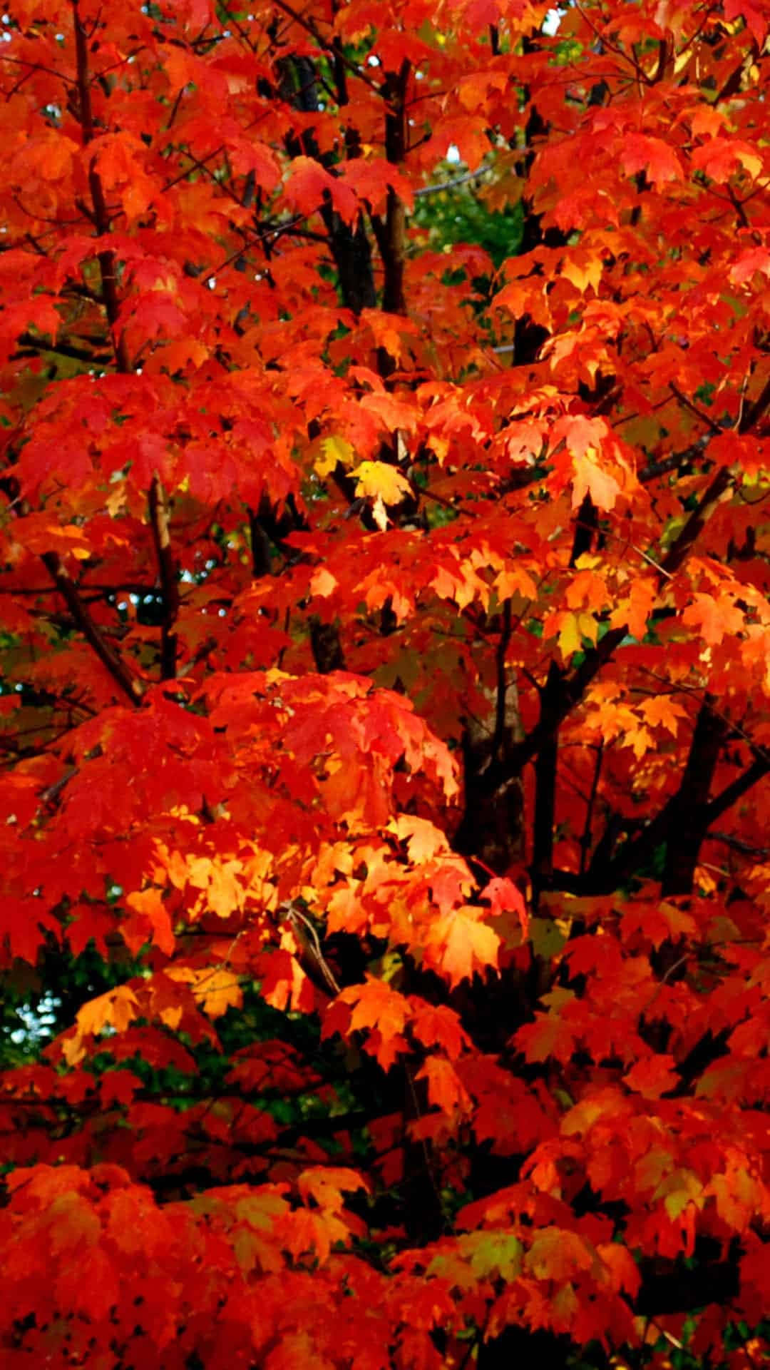 iPhone, fall aesthetic, maple tree, Full HD Phone Wallpaper
