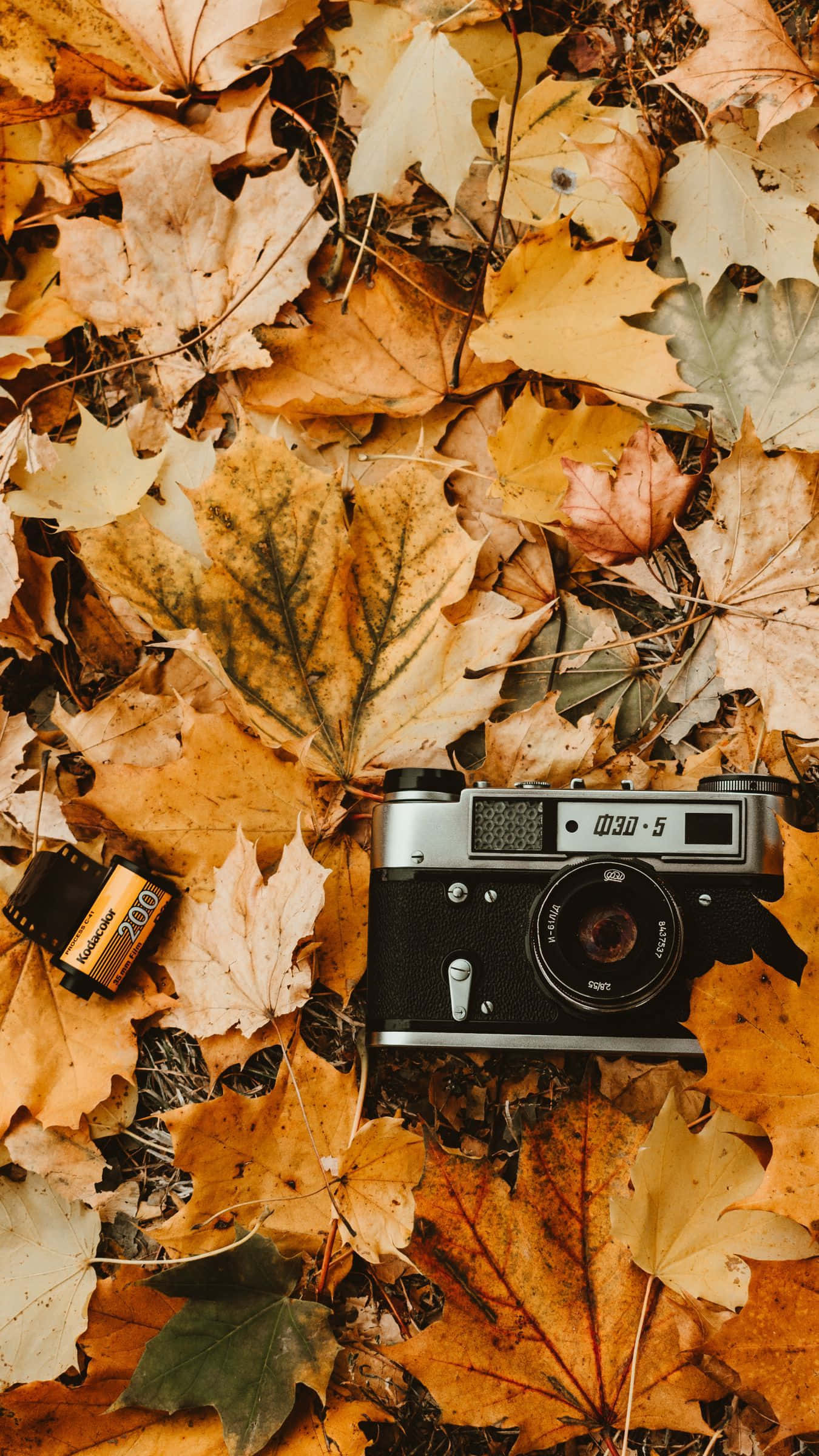 vintage film camera, roll of film, golden autumn maple leaves, Full HD Phone Wallpaper