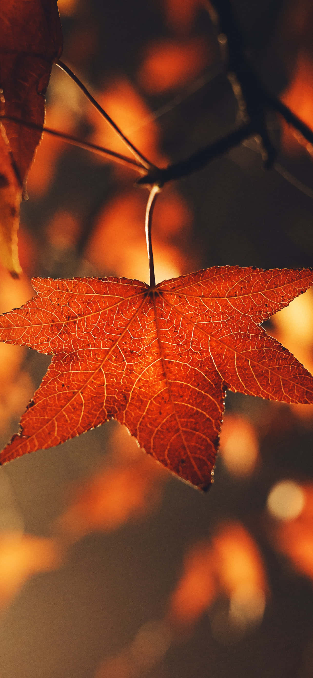 iPhone, fall aesthetic, orange, 2K Phone Wallpaper