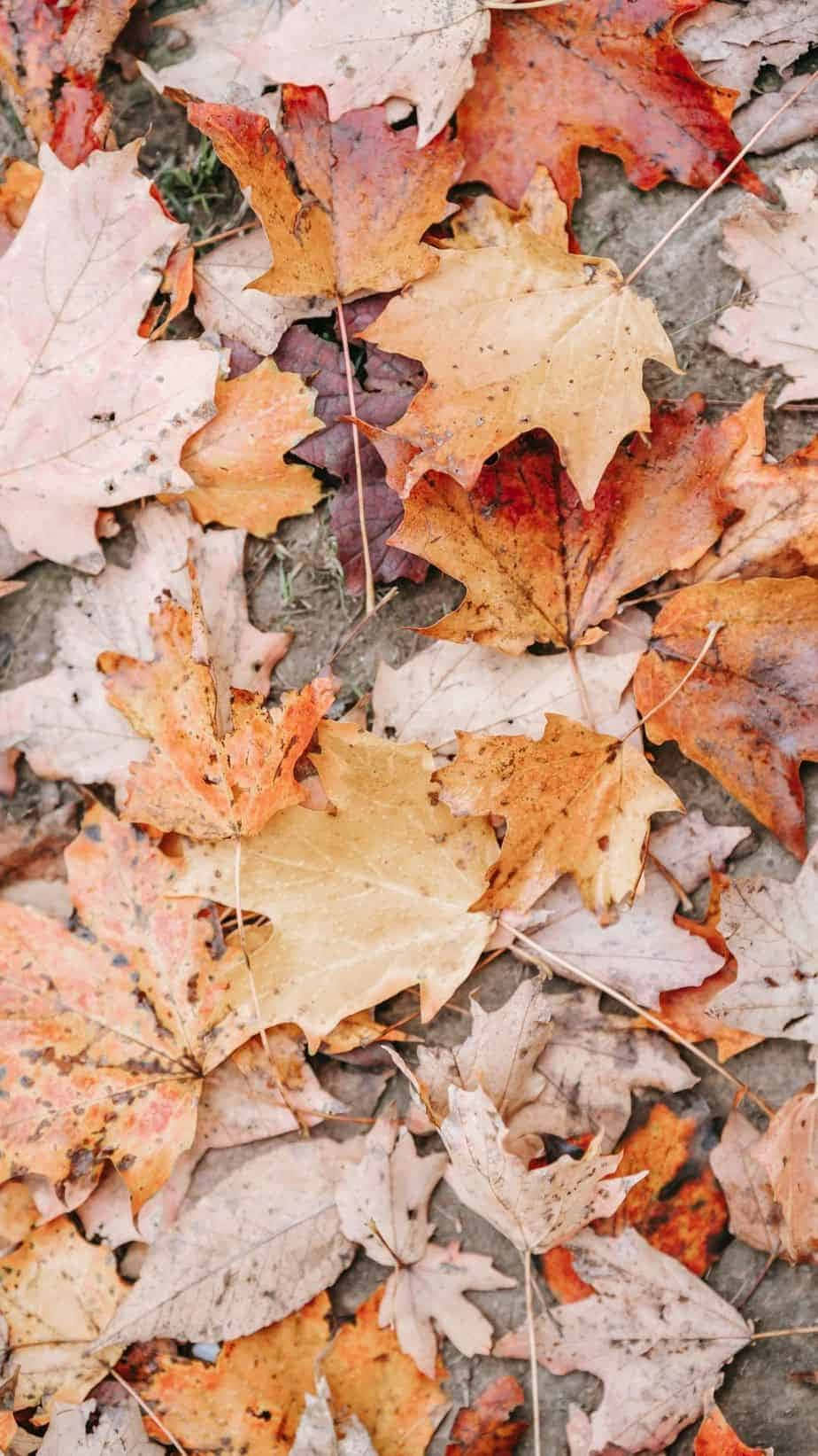 iPhone, fall aesthetic, dried maple leaves, HD Phone Wallpaper