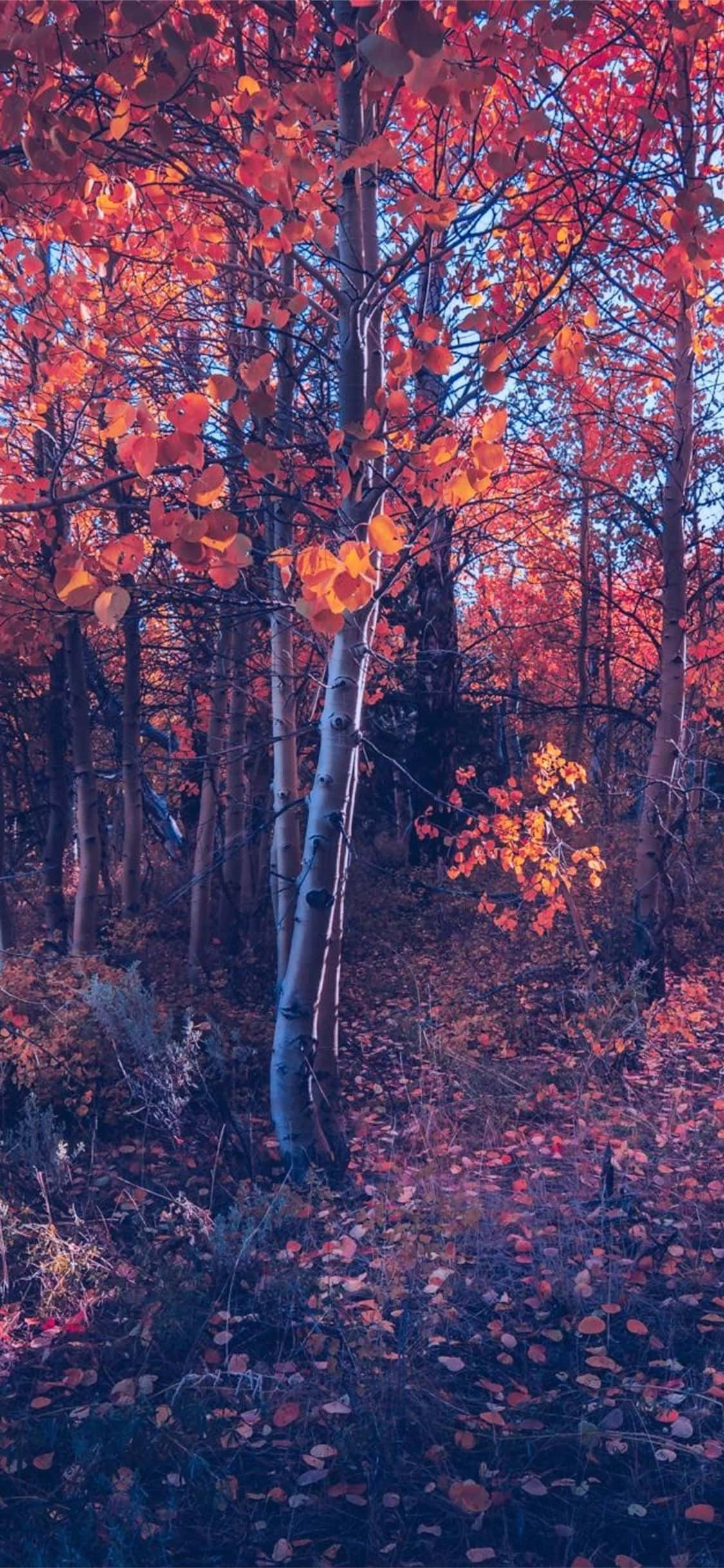 iPhone, fall aesthetic, orange tree, Full HD Phone Wallpaper