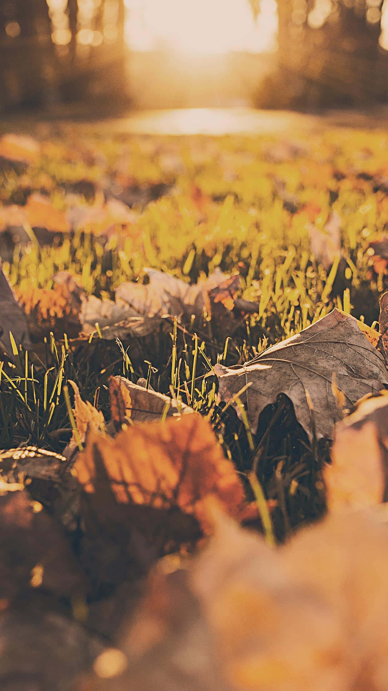 iPhone, fall aesthetic, fallen leaves, Full HD Phone Wallpaper