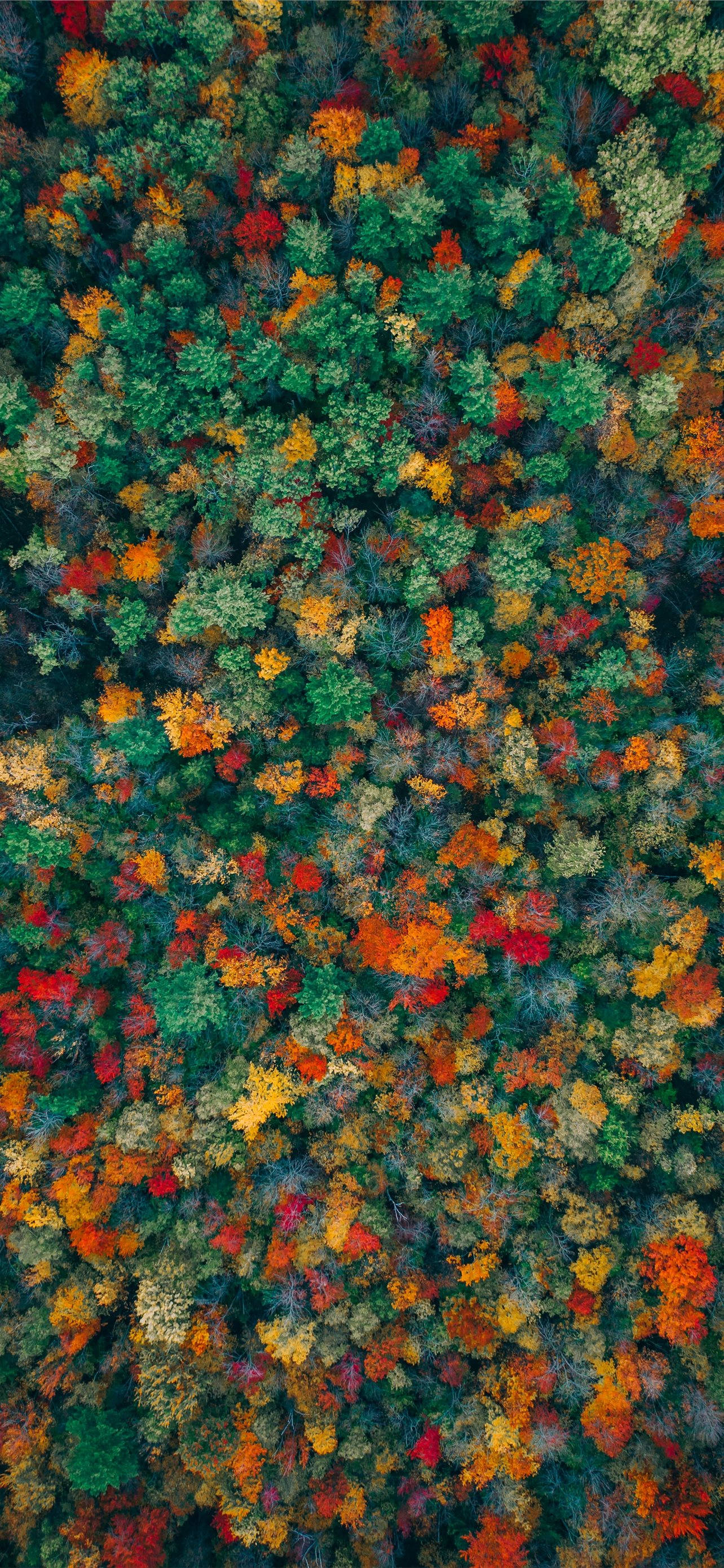 green and orange trees, autumn colors, aerial view, 2K Phone Wallpaper