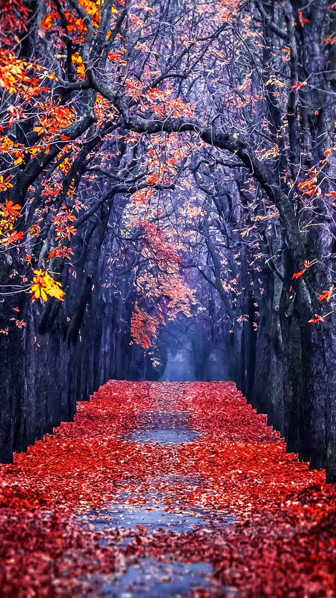 red leaves, orange trees, autumn path, Full HD Phone Wallpaper