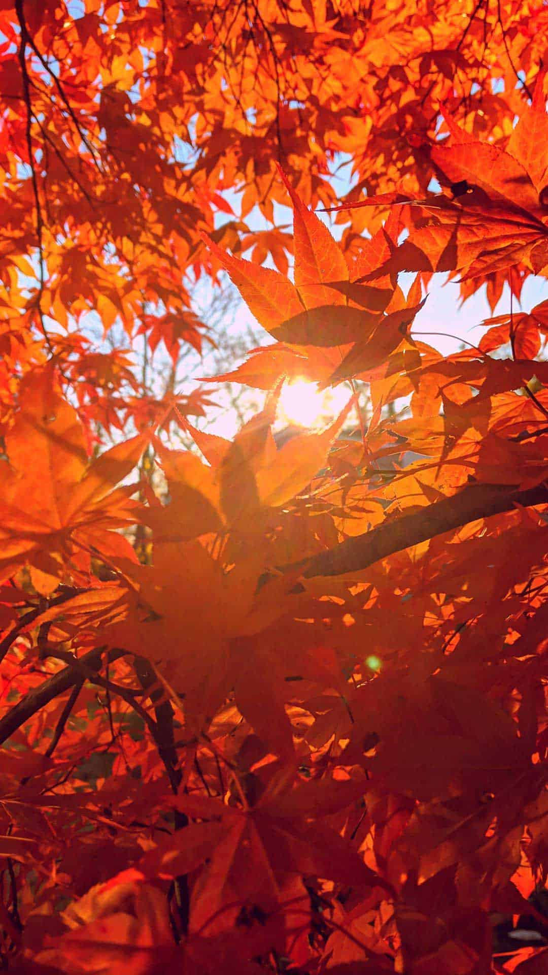 orange maple leaves, sunlight, backlighting, Full HD Phone Wallpaper