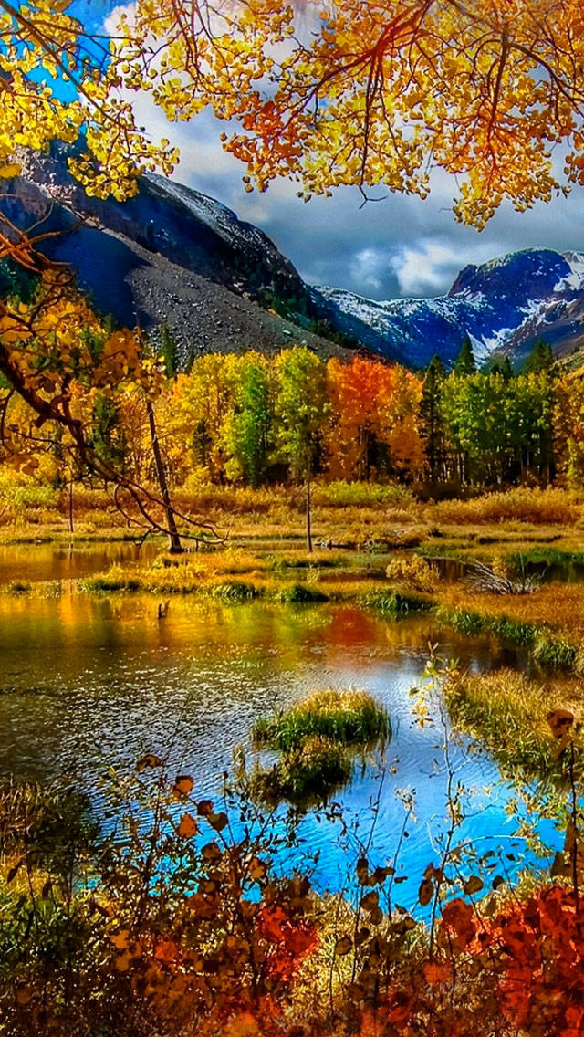 Yellow Trees, Mountain, Fall iPhone, SD Phone Wallpaper