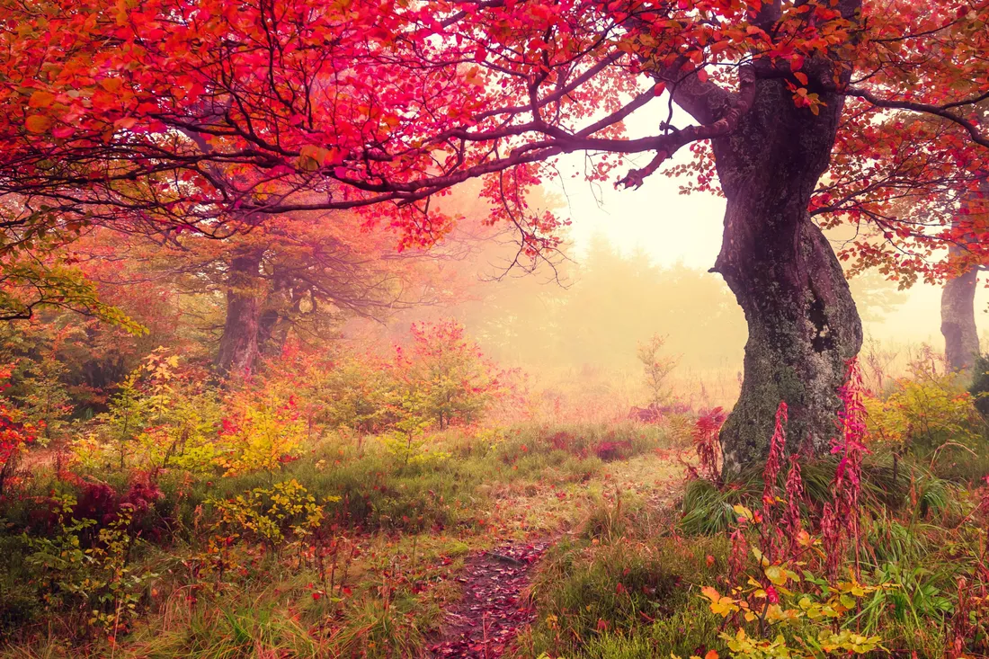 Fall Lake