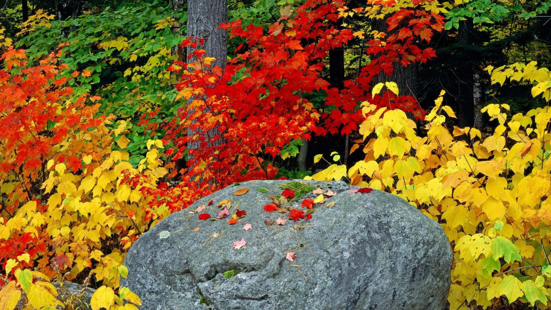 autumnal landscape, vibrant autumn foliage, red yellow and green leaves, Full HD Desktop Wallpaper