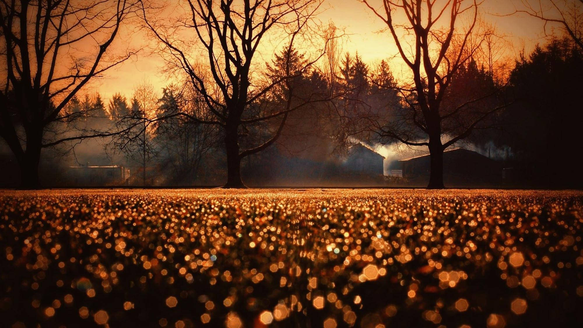 golden bokeh lights, field at sunset, bare trees, Full HD Desktop Wallpaper