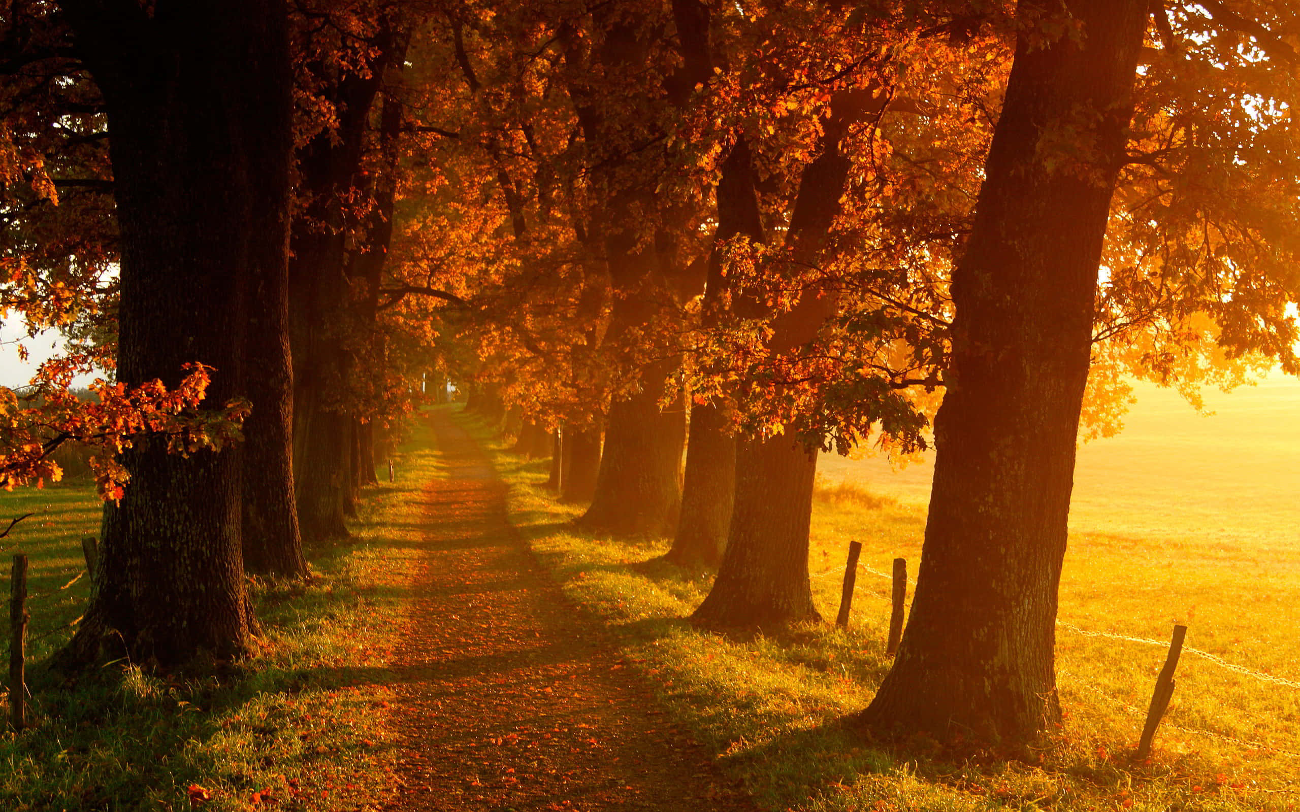 fall country, golden autumn path, towering trees, 2K Desktop Wallpaper