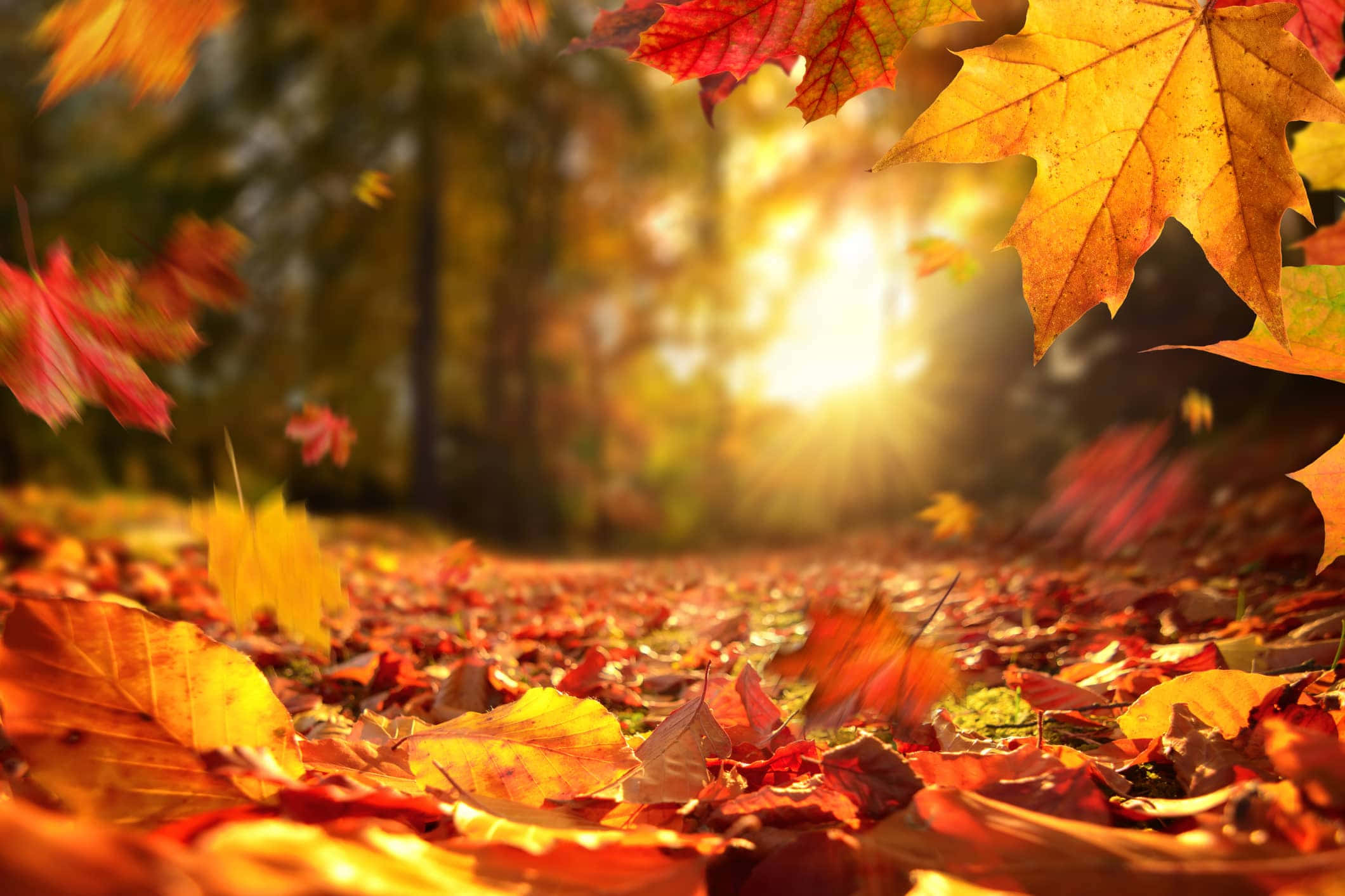 fall photography, maple leaves, forest path, Full HD Desktop Wallpaper
