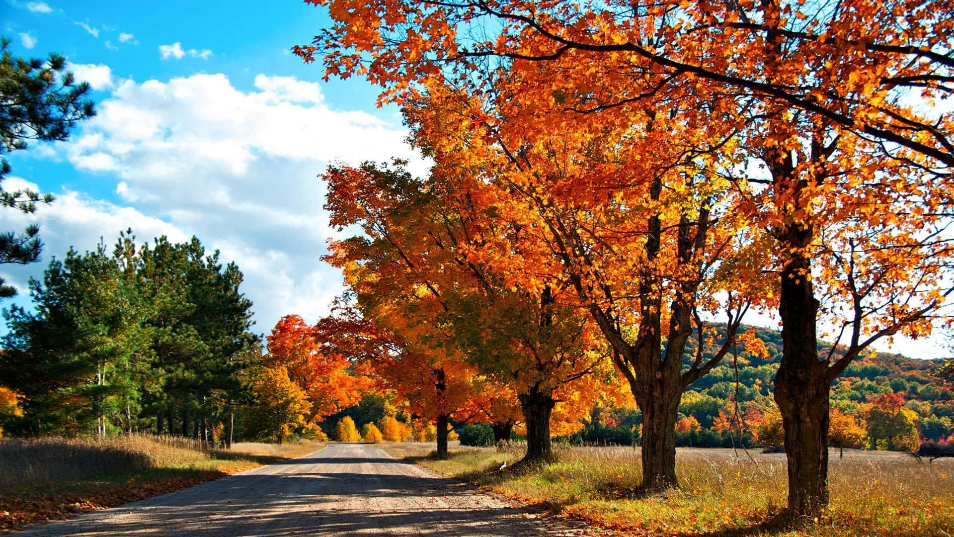 4K, winding road, vibrant autumn forest, Full HD Desktop Wallpaper