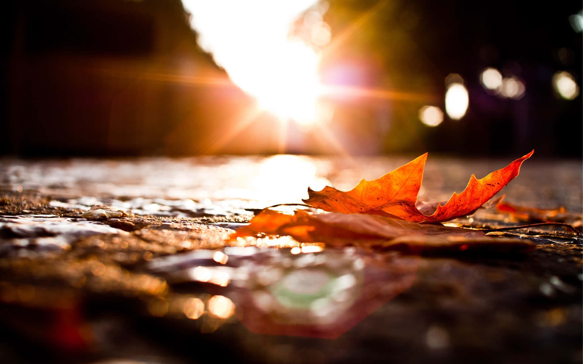 vibrant orange maple leaf, wet cobblestones, golden sunlight flares, Full HD Desktop Wallpaper
