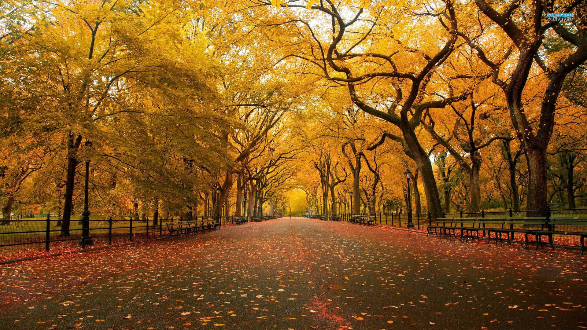 fall landscape, autumnal pathway, golden trees, Full HD Desktop Wallpaper