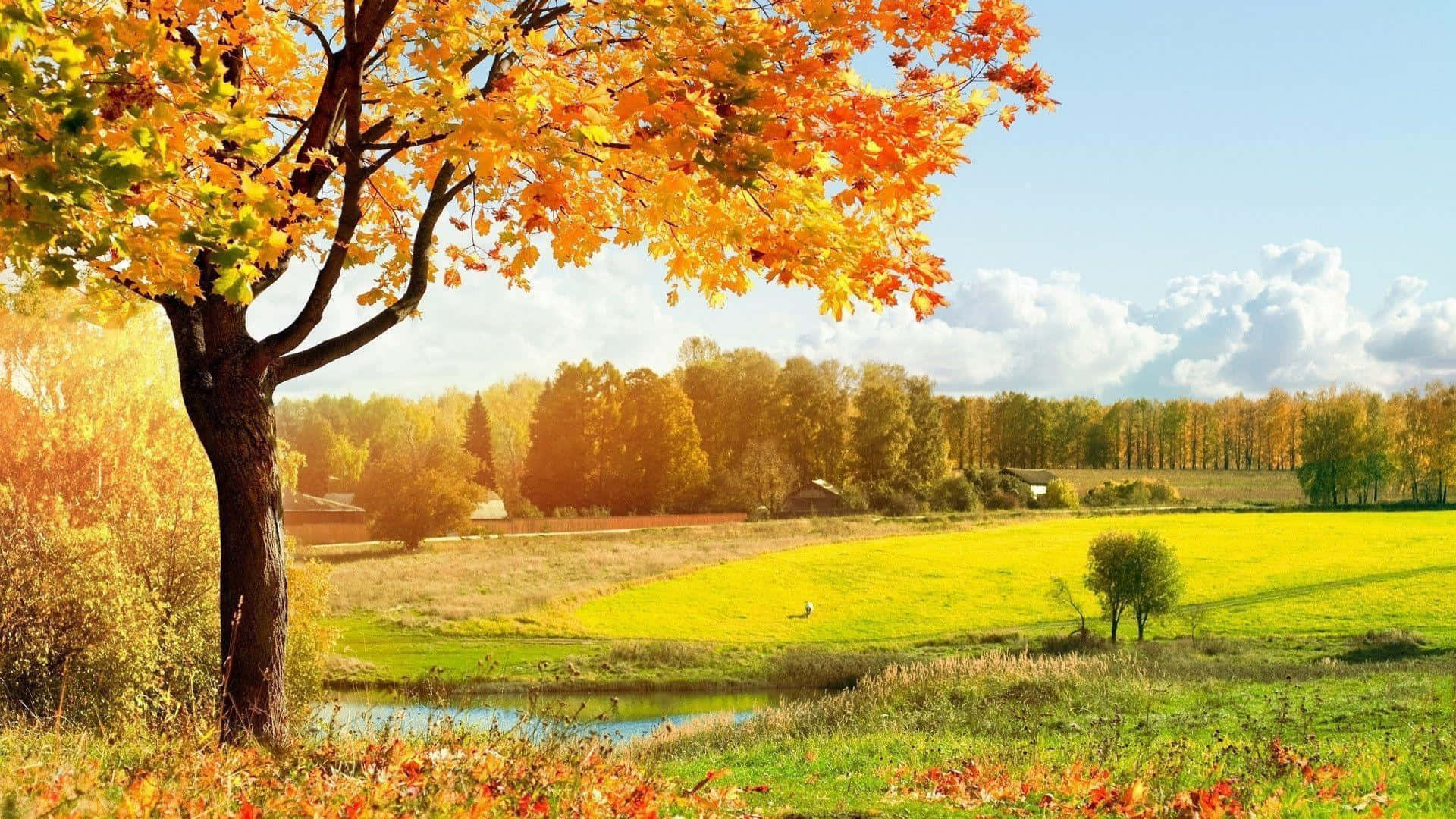 Fall Landscape, fiery orange leaves, serene pond, Full HD Desktop Wallpaper