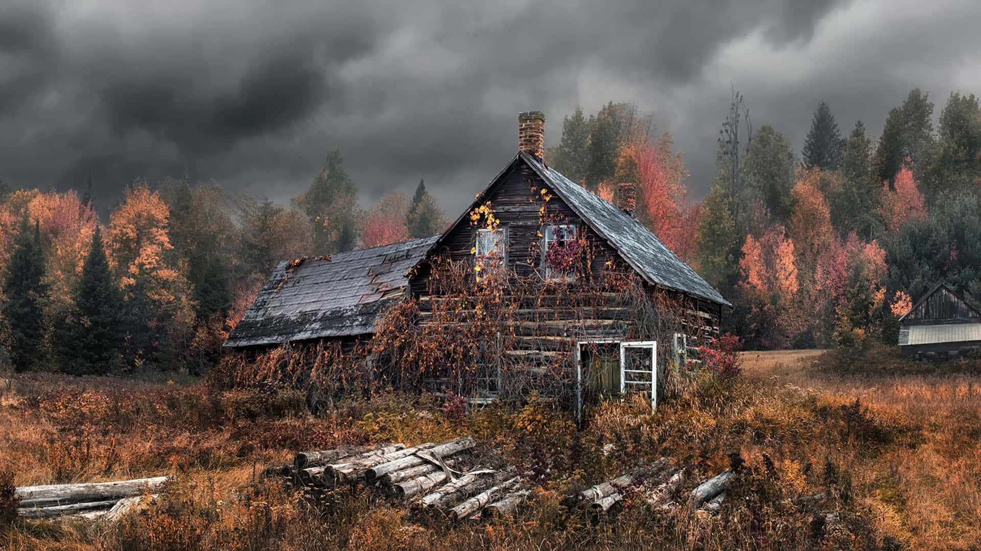 abandoned wooden cabin, vines, field, Full HD Desktop Wallpaper