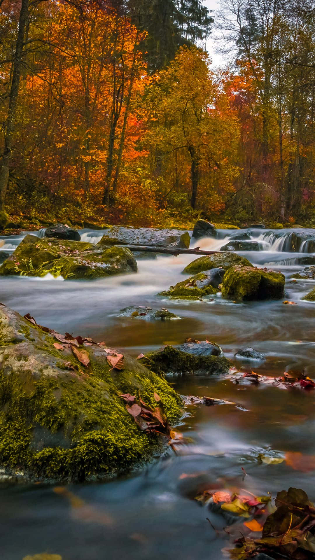 Fall River, autumn forest stream, mossy rocks, Full HD Phone Wallpaper