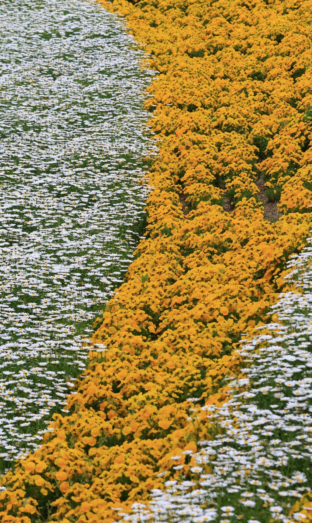 Fall Landscape, golden daisies, white daisies, HD Phone Wallpaper