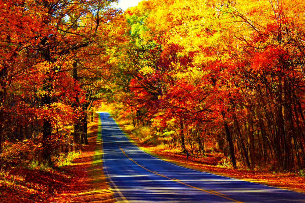 fall road, winding blue road, vibrant autumn forest, SD Desktop Wallpaper