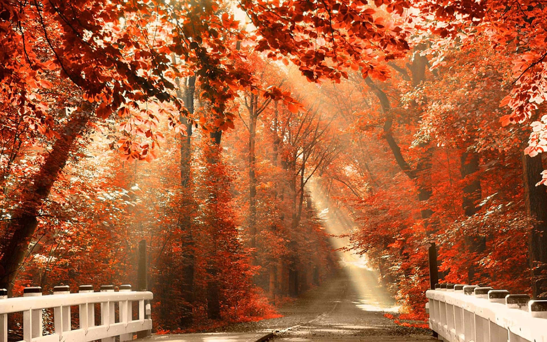 red autumn leaves, sunlit path, forest of fiery red autumn leaves, Full HD Desktop Wallpaper