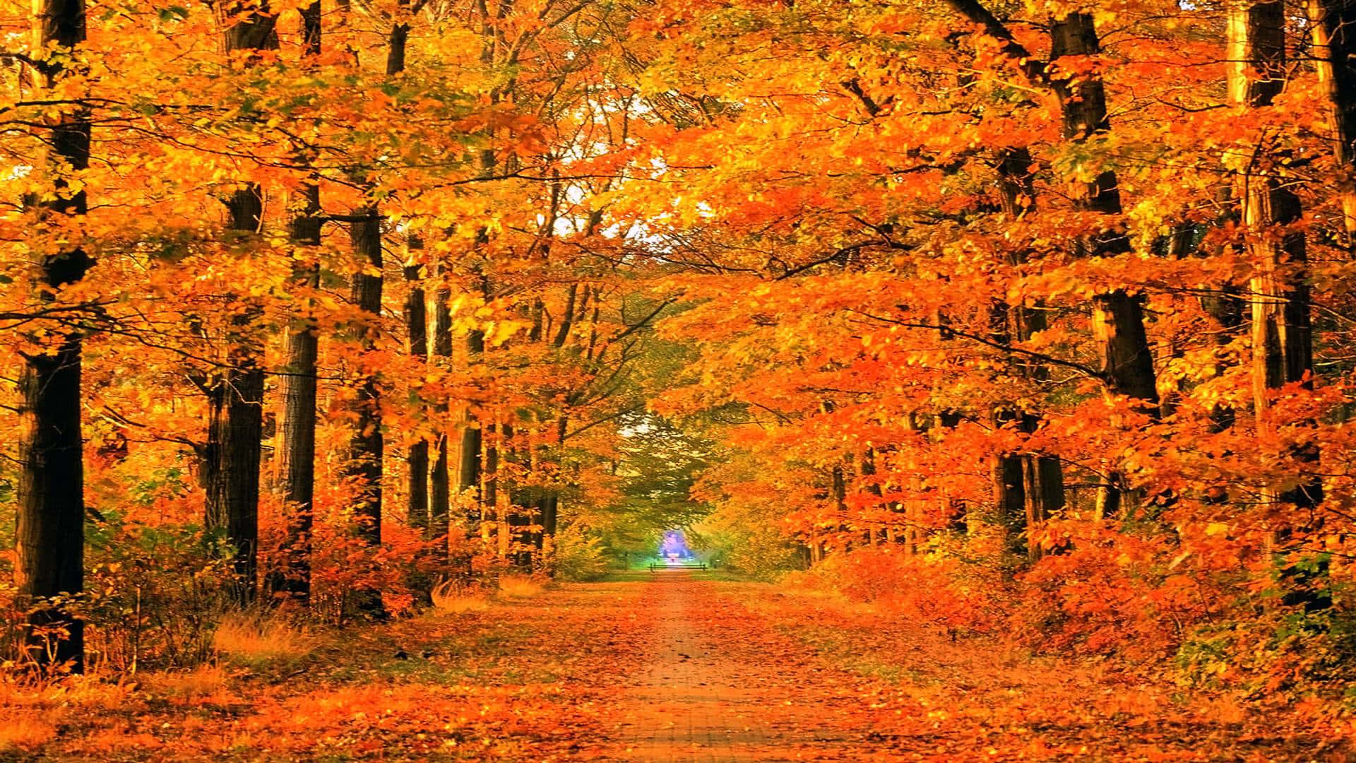golden orange leaves, winding forest path, warm autumn sun, Full HD Desktop Wallpaper