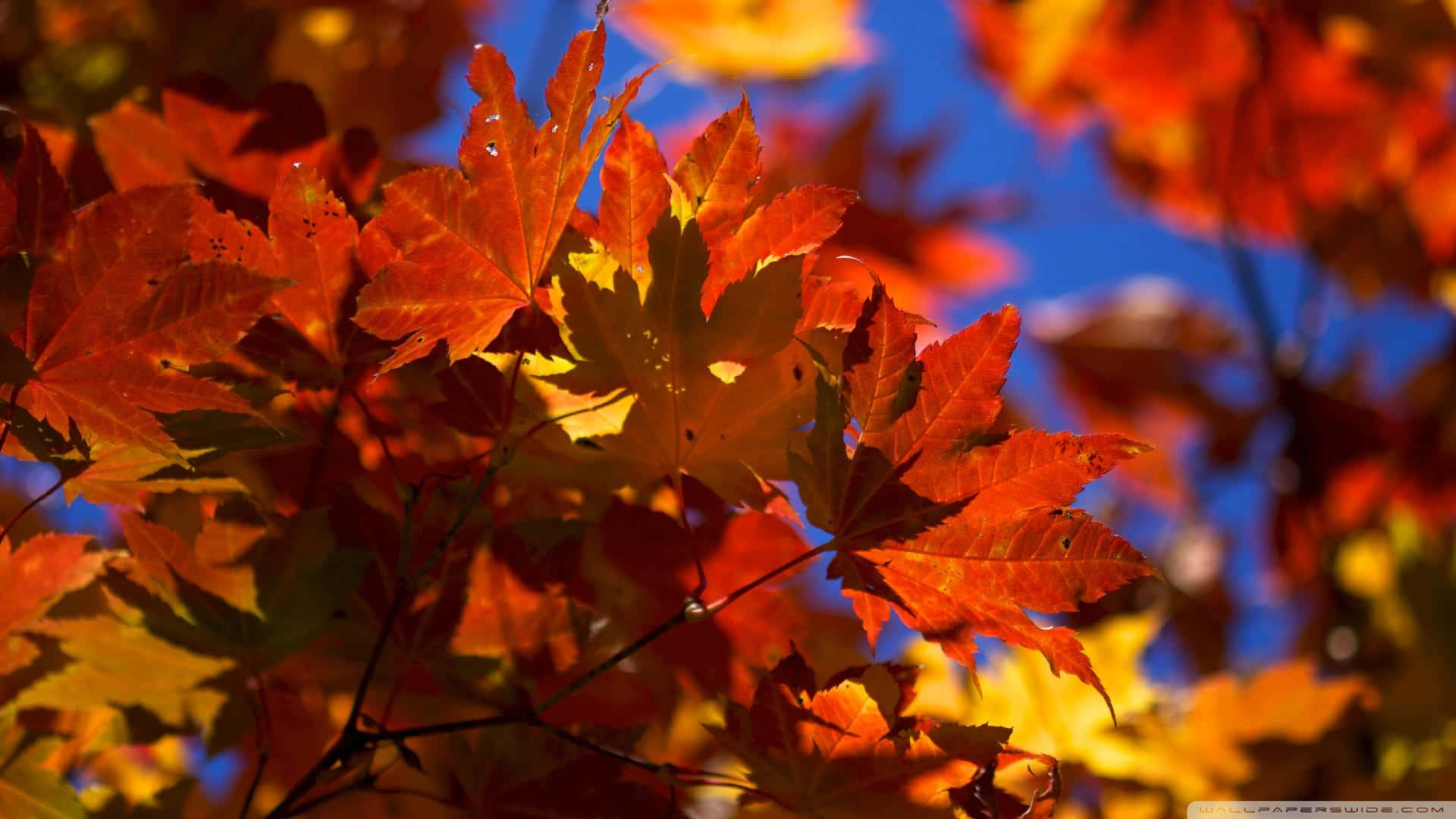 fall foliage, orange maple leaves, clear blue sky, Full HD Desktop Wallpaper