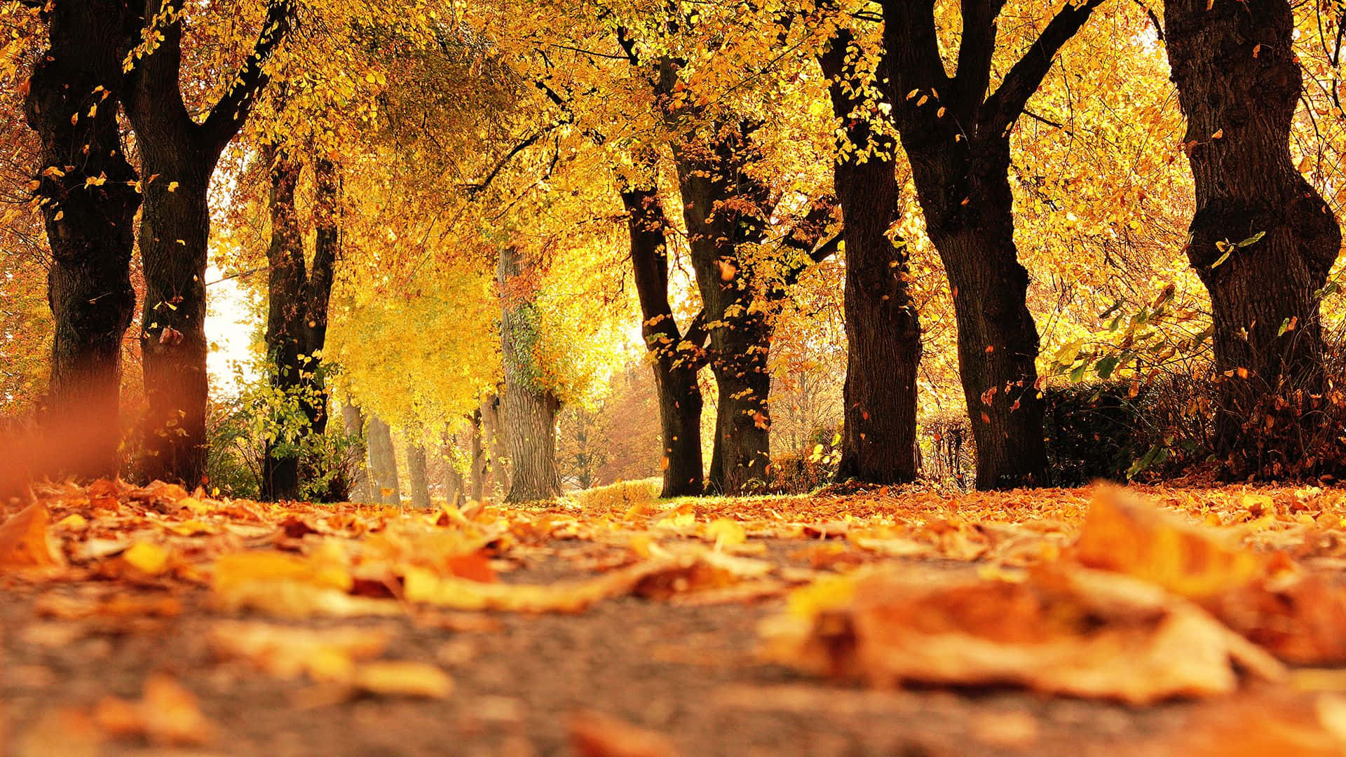autumn path, golden trees, falling leaves, Full HD Desktop Wallpaper