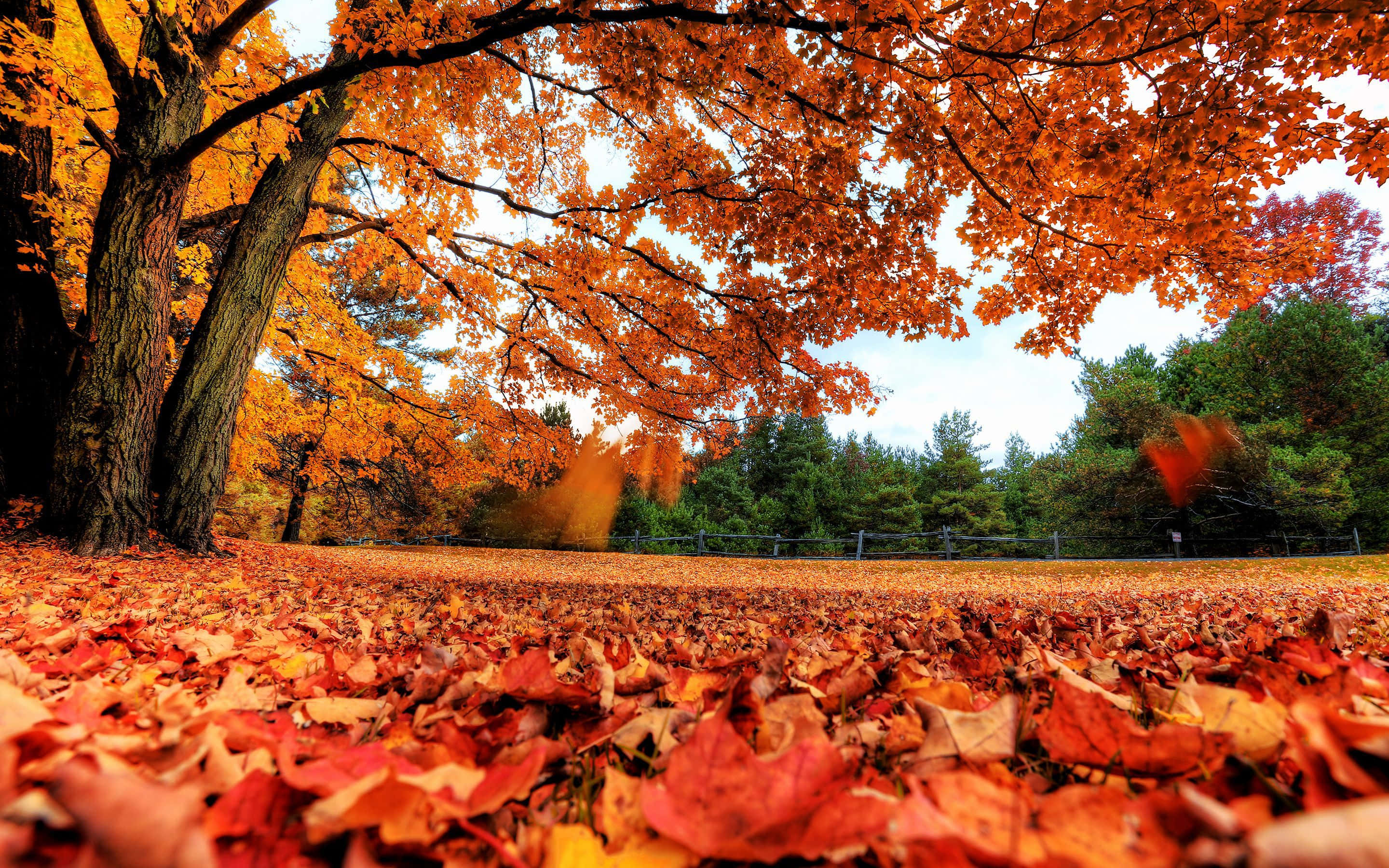 Fall Laptop, forest floor, autumn leaves, 2K Desktop Wallpaper