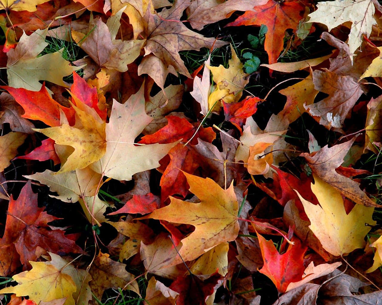 autumn maple leaves, fiery reds yellows and browns, dark green grass, HD Desktop Wallpaper