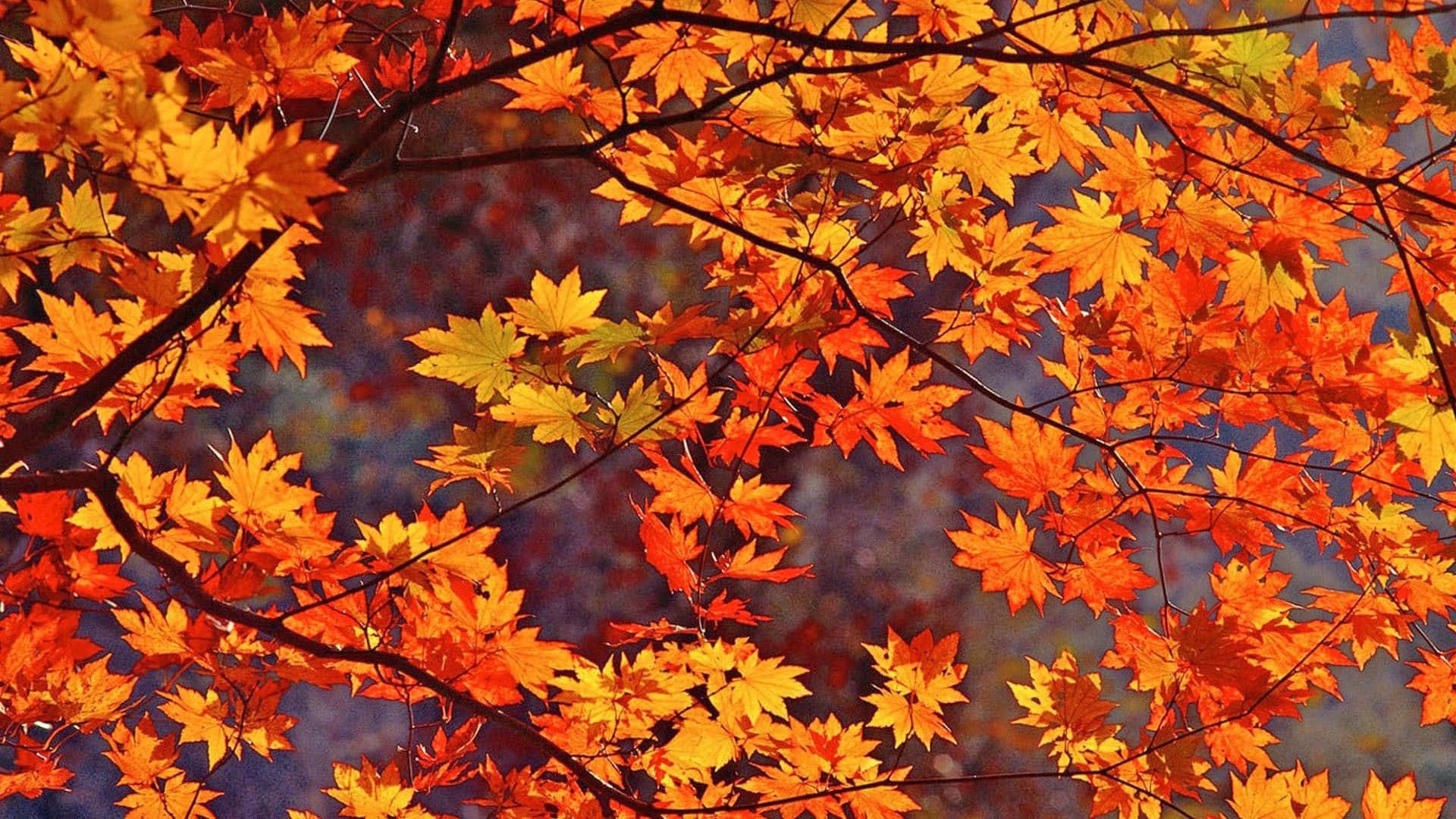 fall laptop, maple leaves, orange, Full HD Desktop Wallpaper
