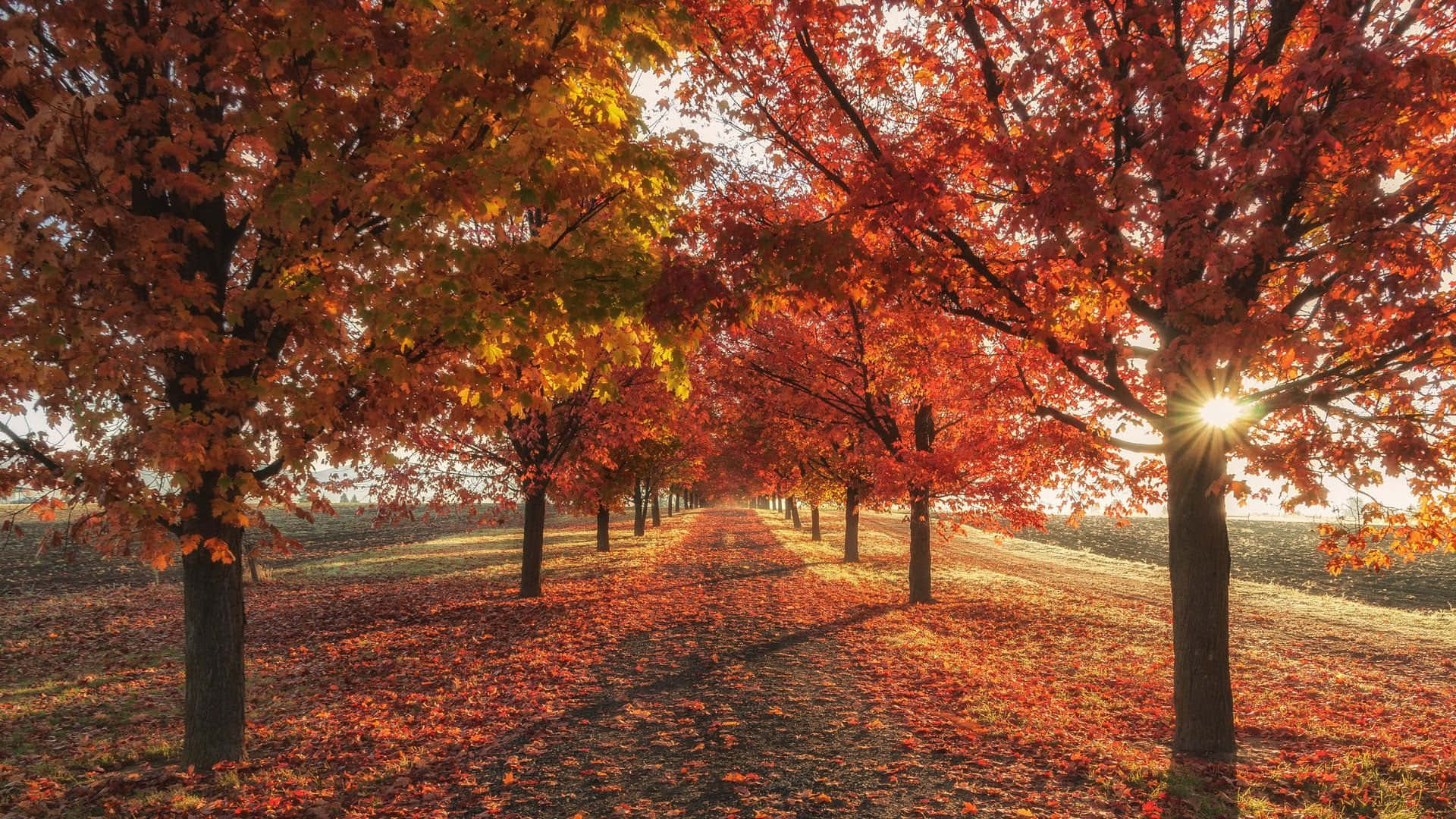 Fall Laptop, maple trees, fiery red, Full HD Desktop Wallpaper