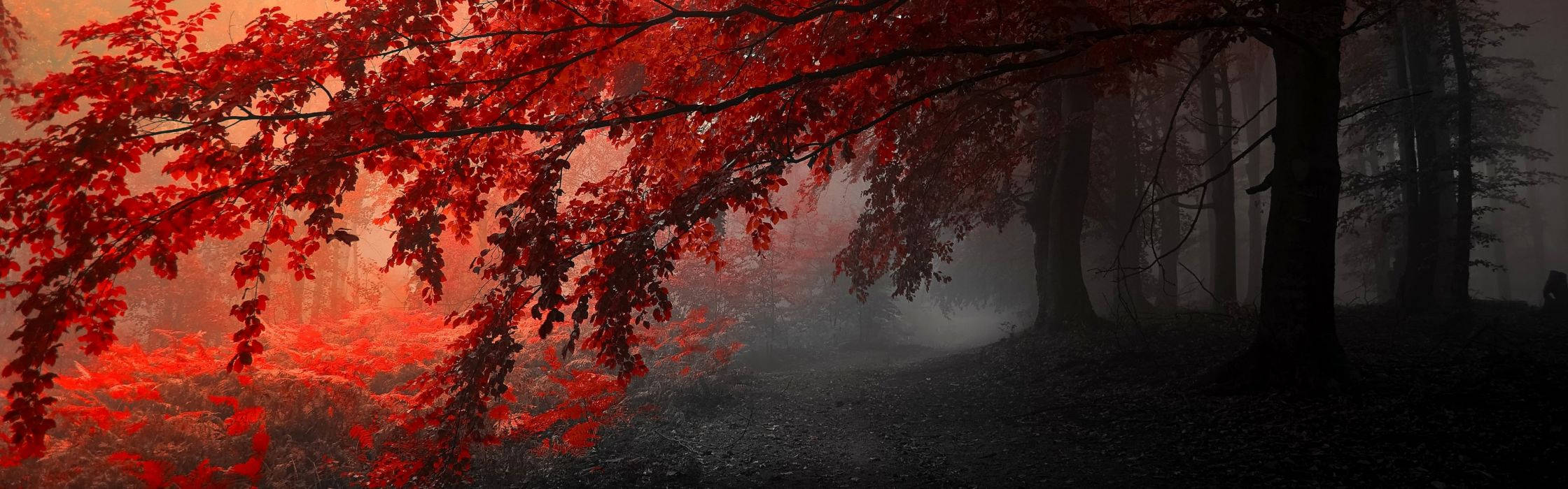 dual screen, autumn trees, vibrant red maple leaves, Full HD Desktop Wallpaper