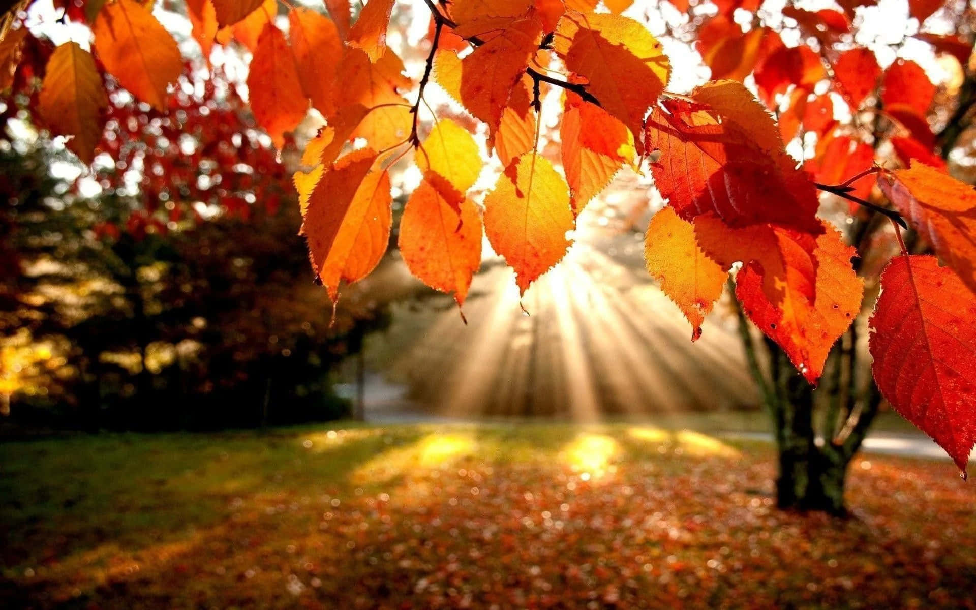 Sunlight, autumn leaves, orange, Full HD Desktop Wallpaper