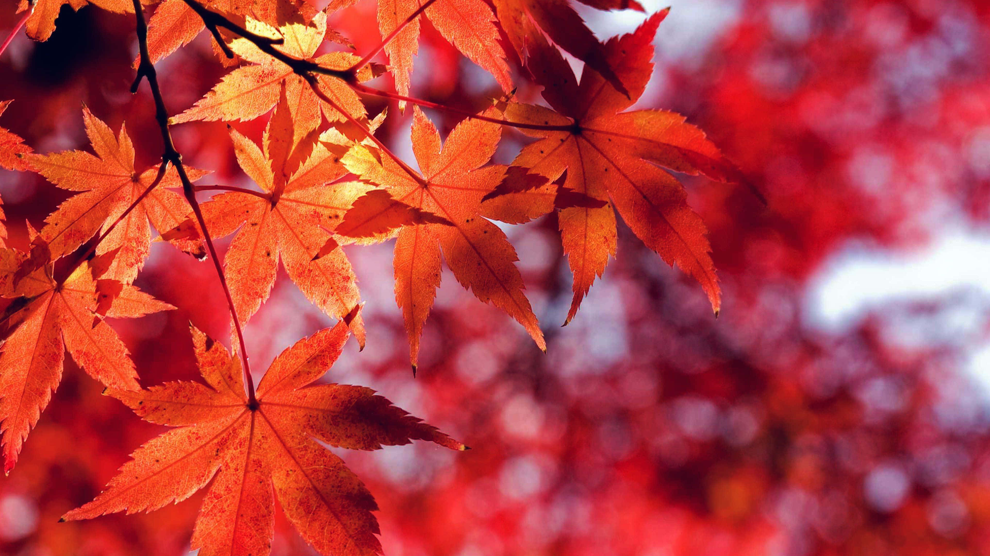 autumnal background, vibrant orange, red maple leaves, 4K Desktop Wallpaper