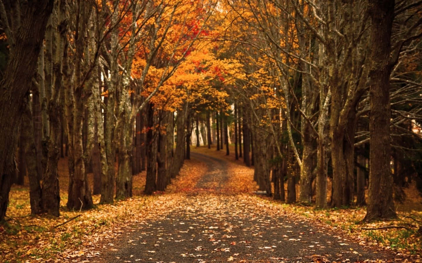 Fall Aesthetic Macbook, golden autumn leaves, vibrant orange foliage, HD Desktop Wallpaper